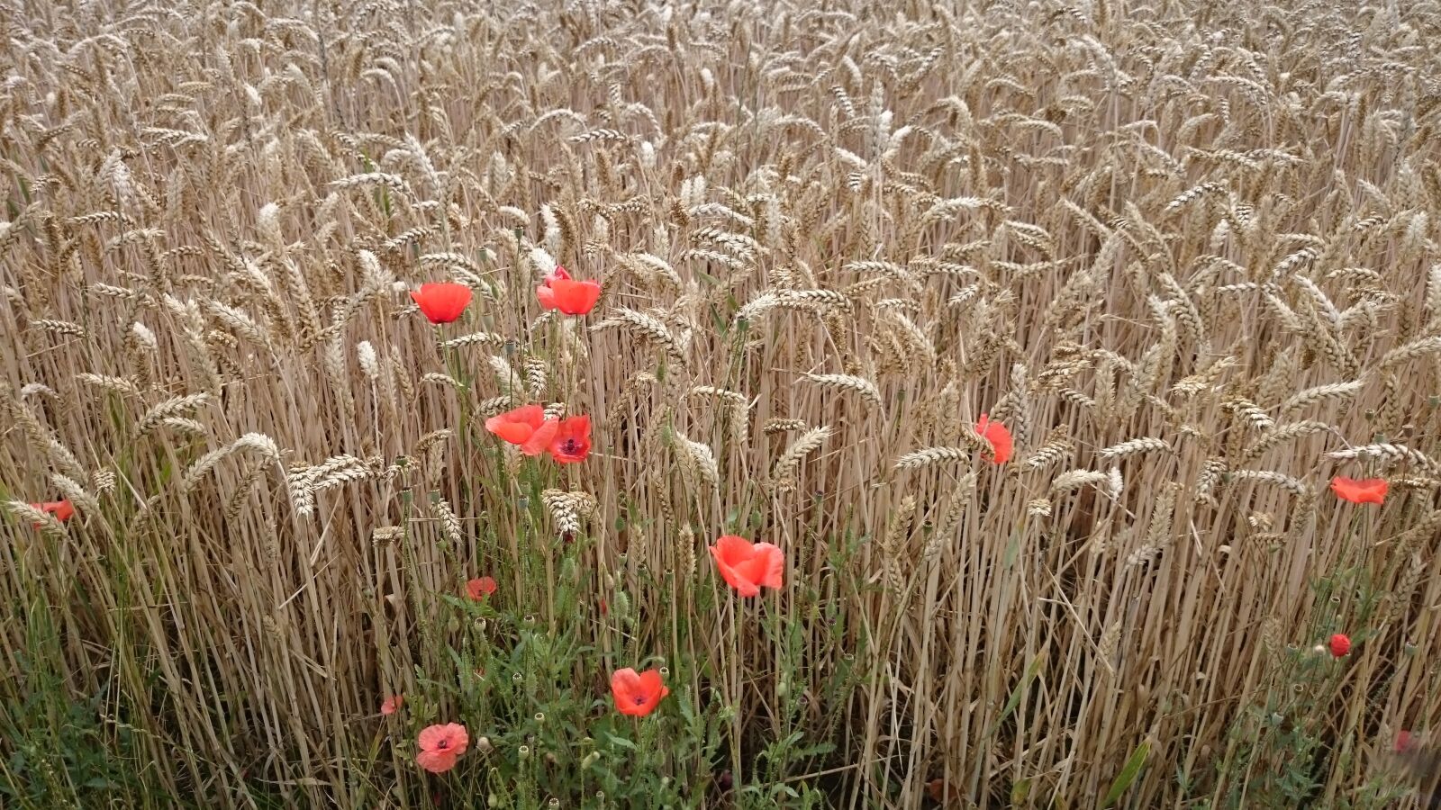 Sony Xperia Z2 sample photo. Landscape, poppy, lonely photography