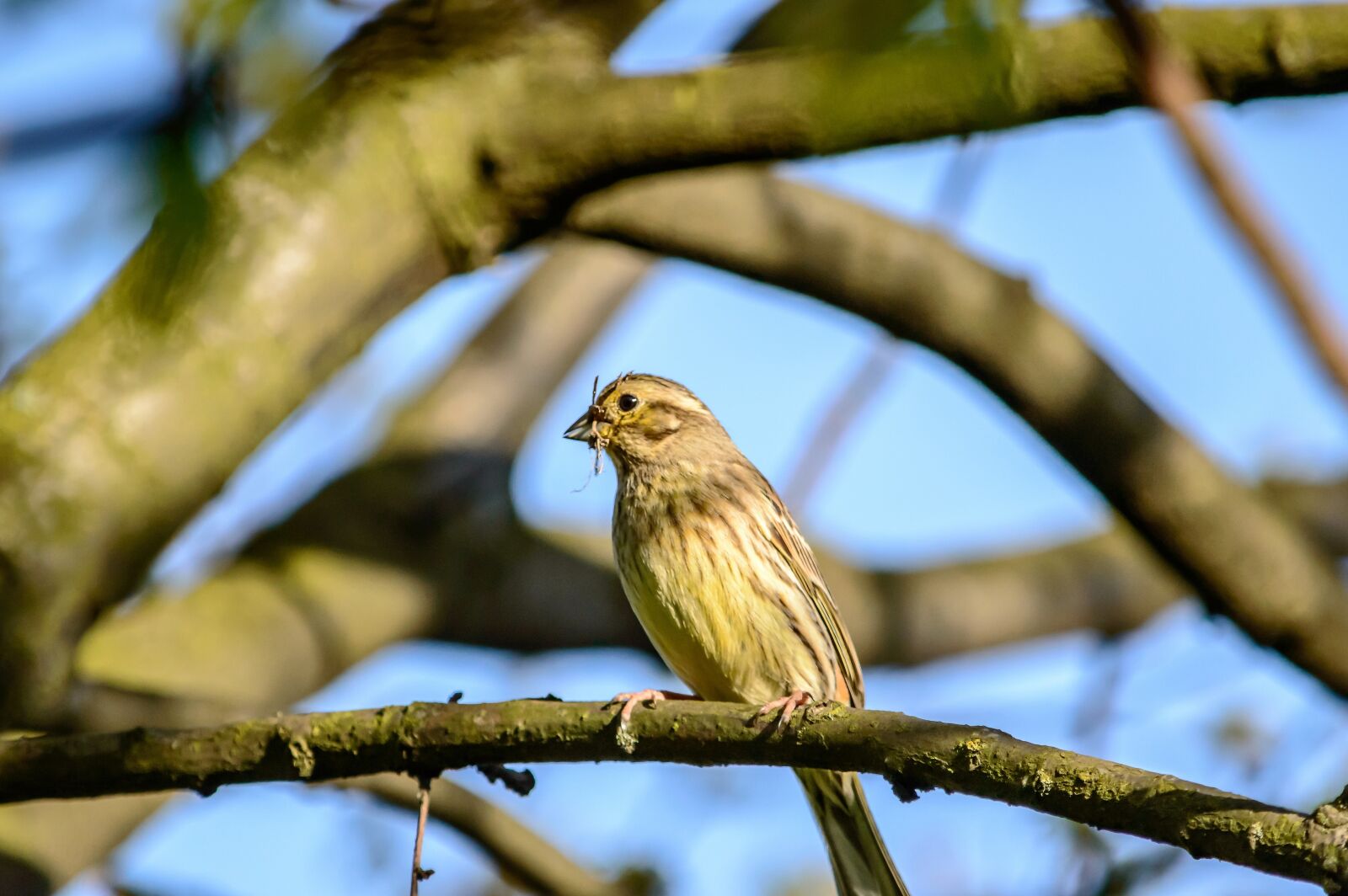 Nikon D3200 sample photo. Nature, bird, fink photography