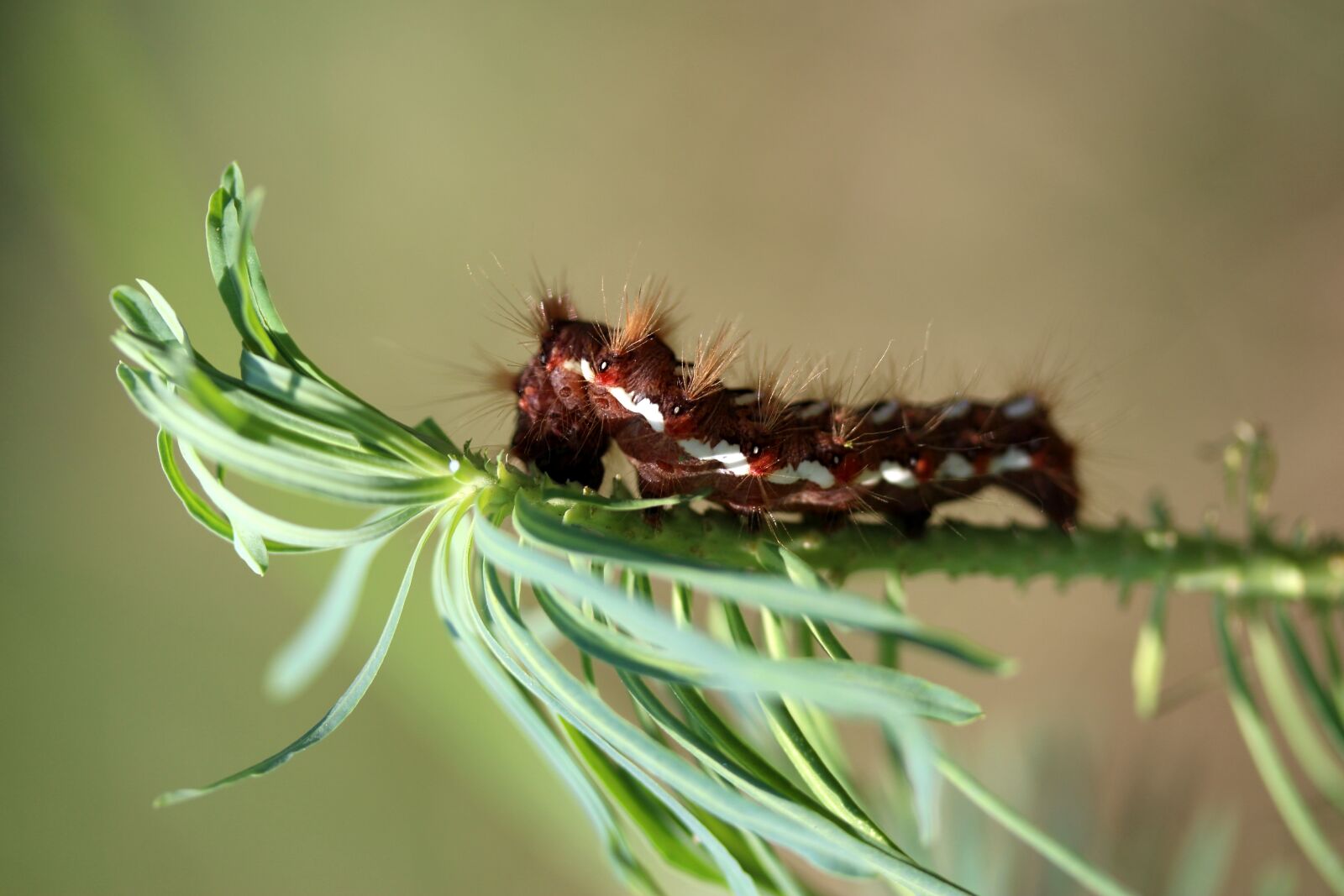 Canon EF-S 60mm F2.8 Macro USM sample photo. Caterpillar, the larva, brown photography
