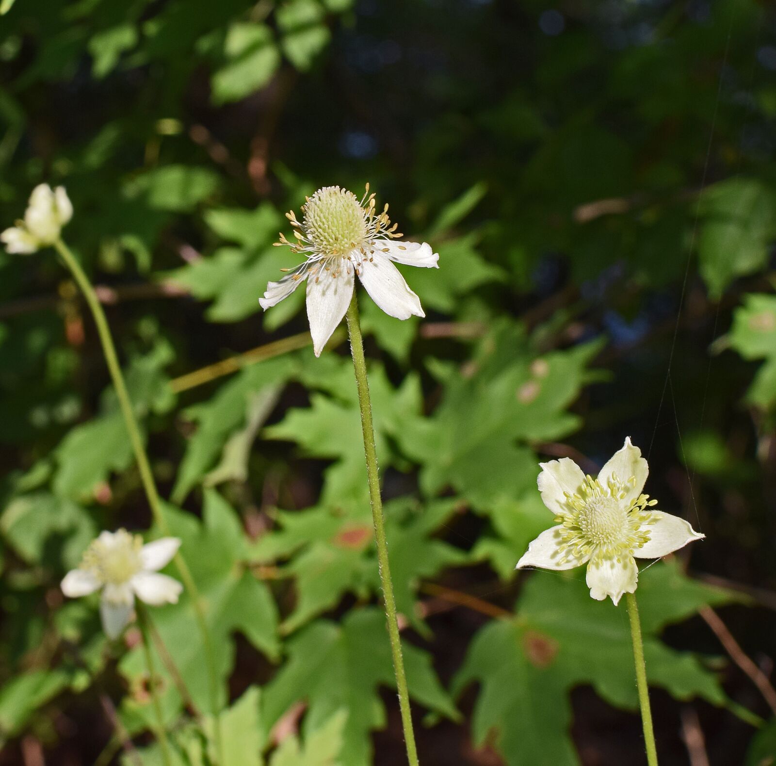 Nikon D3300 sample photo. Anemone virginiana, thimbleweed, wildflower photography