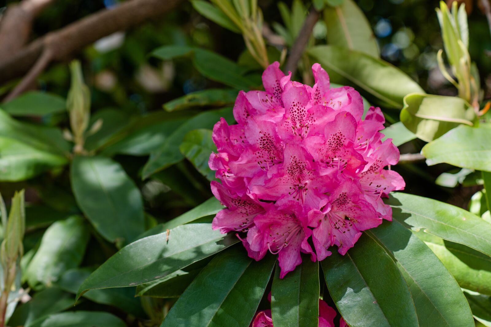 Nikon D750 sample photo. Rhododendron, flower, bloom photography