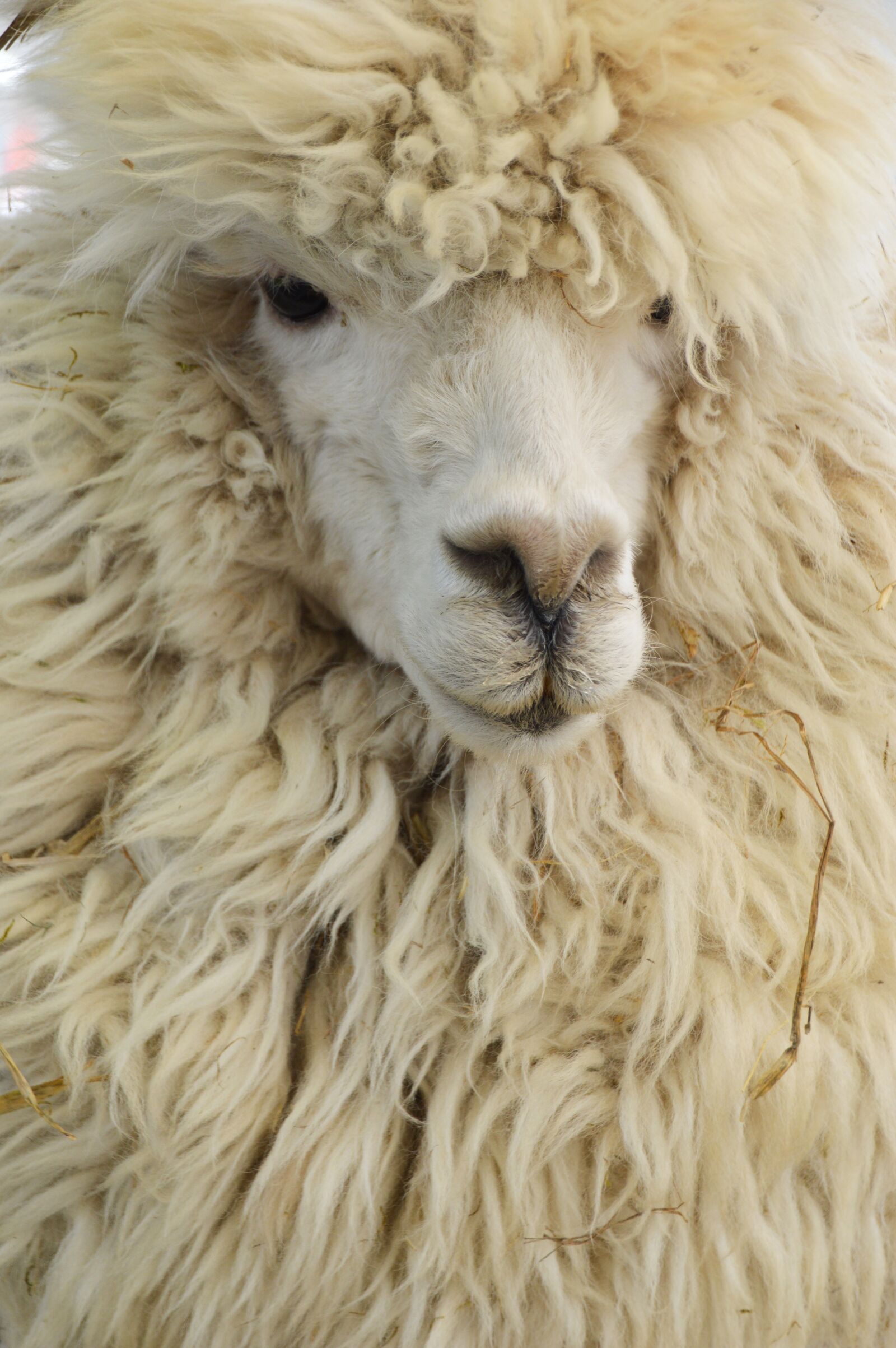 Nikon D3200 sample photo. Alpaca, animal, mammal photography