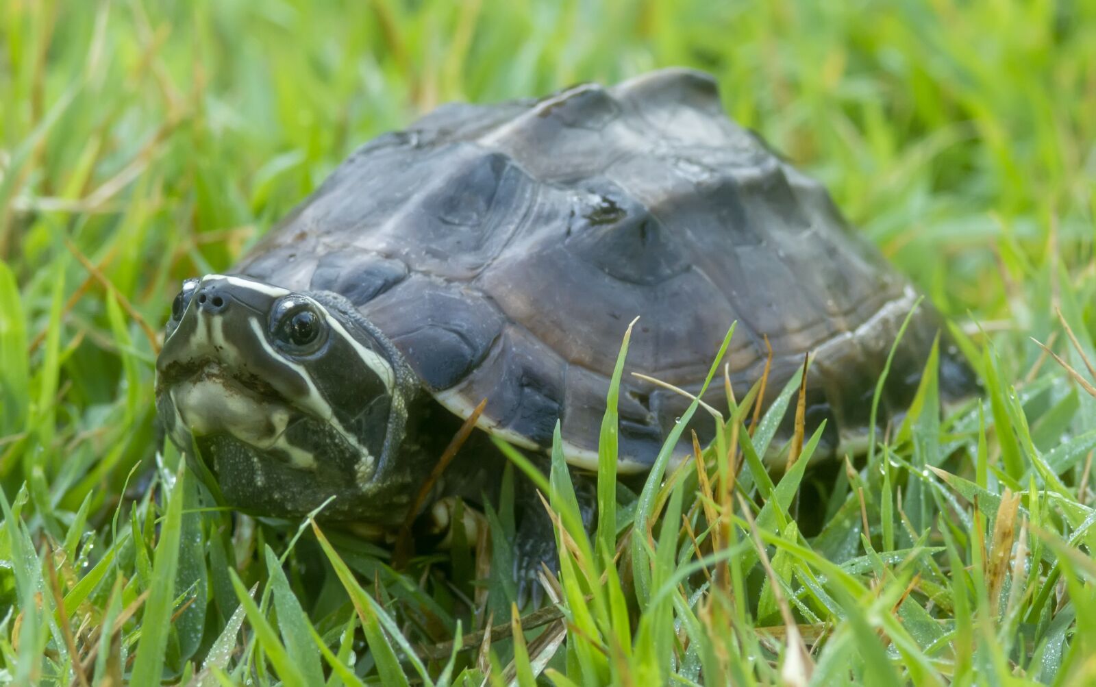 Nikon D7100 sample photo. Turtle, backyard, summer photography