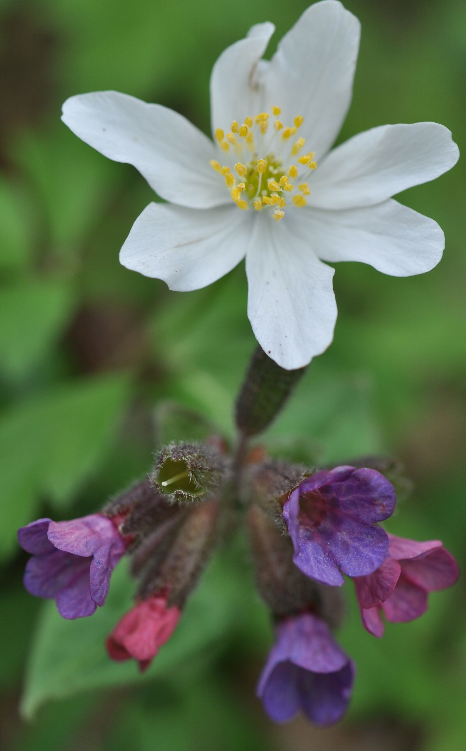 Nikon D5000 sample photo. Spring, wood anemone, lungwort photography