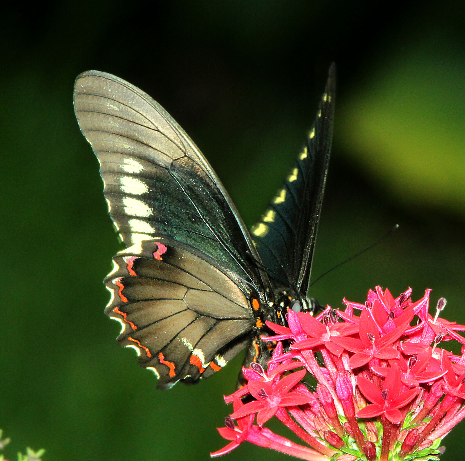 Canon EF 300mm F4L IS USM sample photo