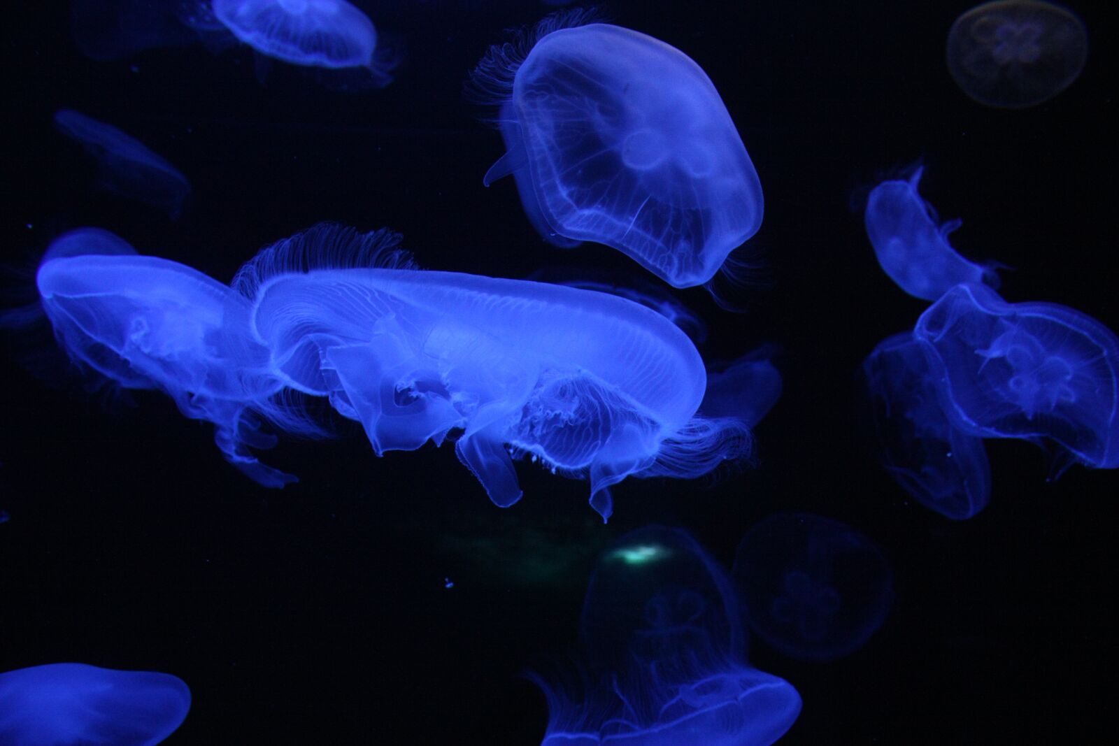 Canon EOS 450D (EOS Rebel XSi / EOS Kiss X2) sample photo. Jellyfish, underwater, sea photography