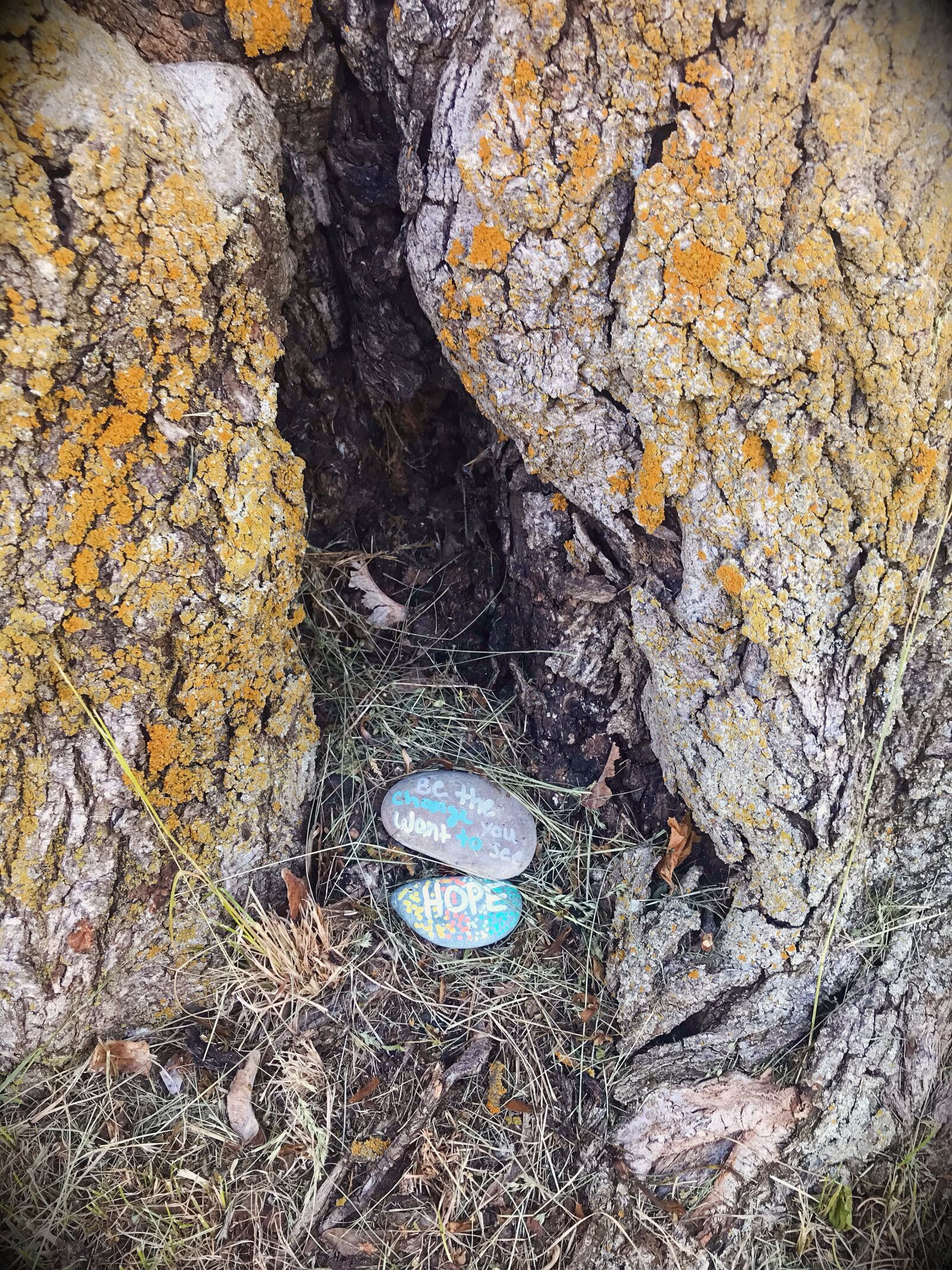 Apple iPhone 7 Plus sample photo. Rocks, root, painting photography
