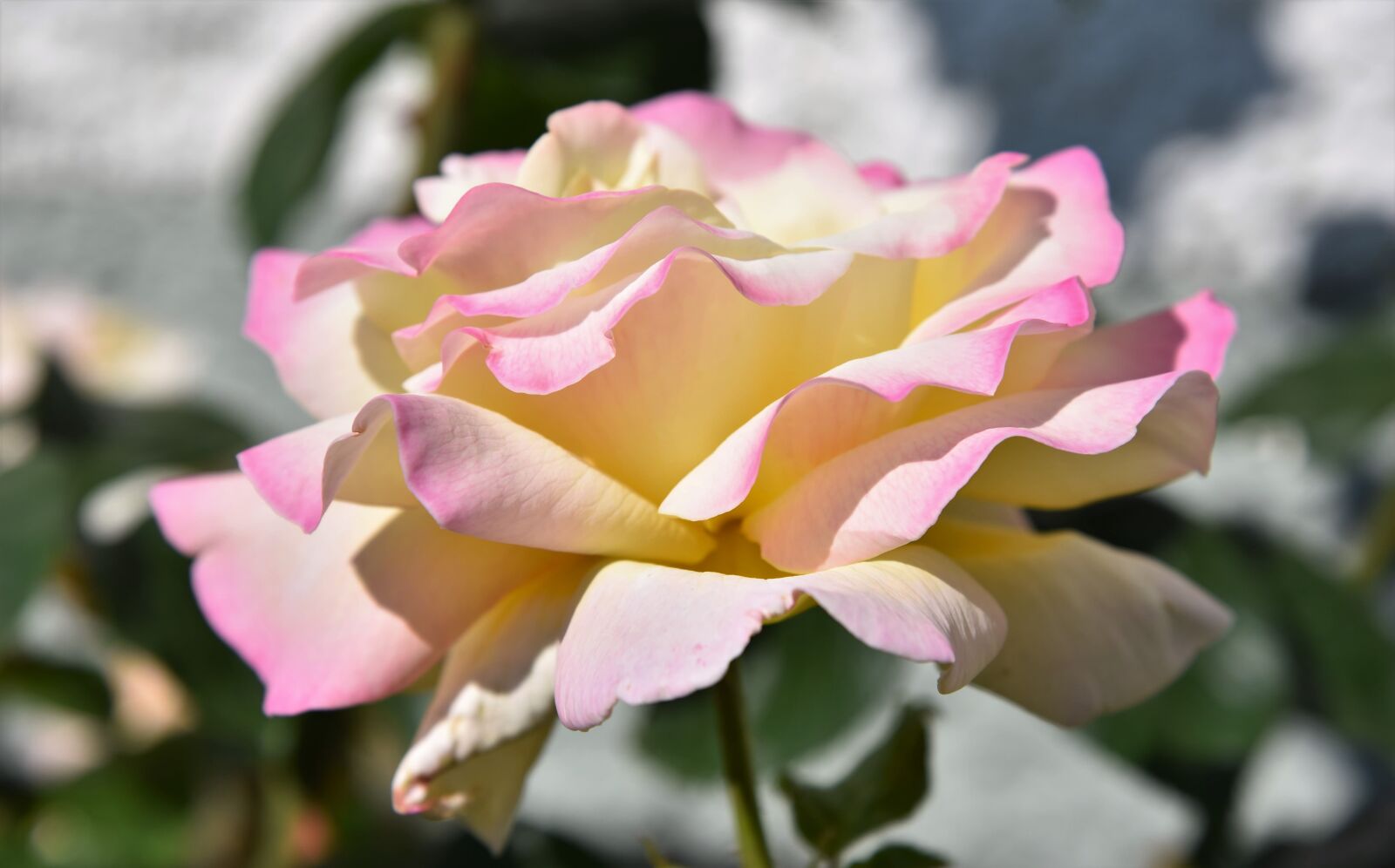 Nikon D750 sample photo. Rose, pink, yellow photography