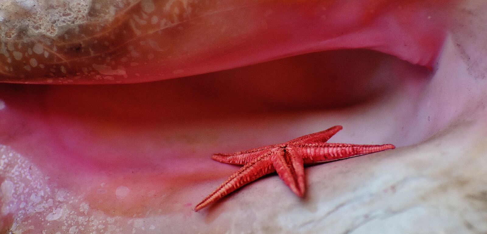 Nikon D7200 sample photo. Shell, starfish, maritime photography