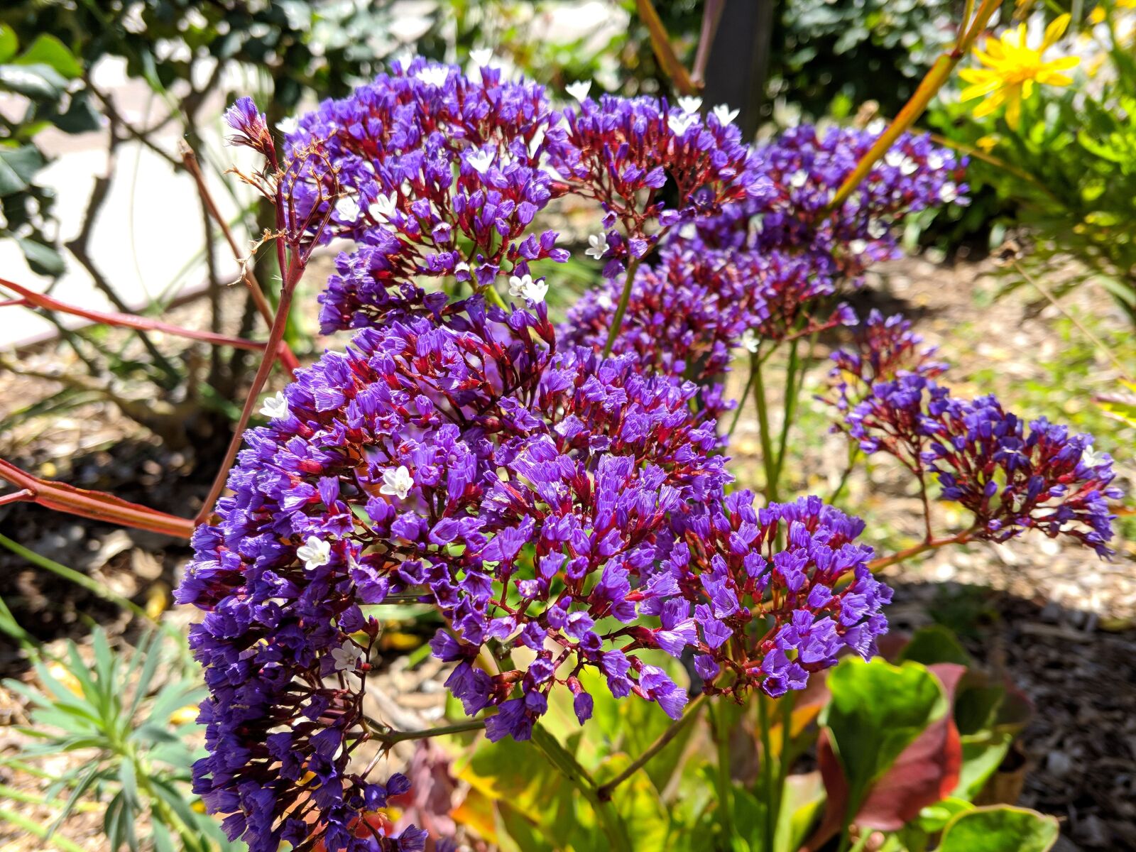 LG V30 sample photo. Purple flowers, natural photography