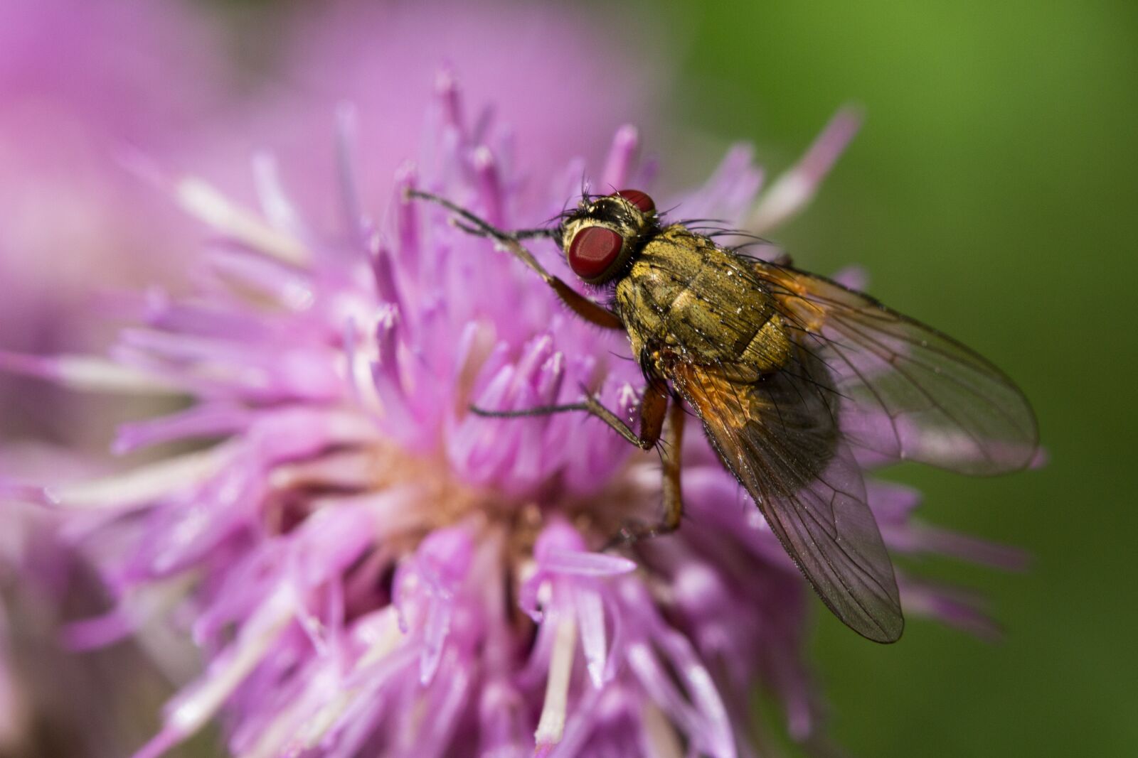 Canon EOS 60D sample photo. Fly, insect, thistle photography