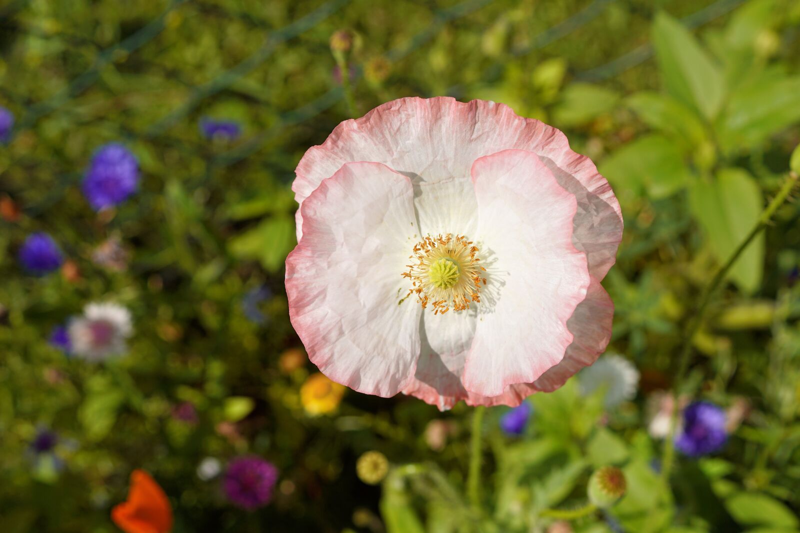 Sony DT 30mm F2.8 Macro SAM sample photo. Poppy, blossom, bloom photography