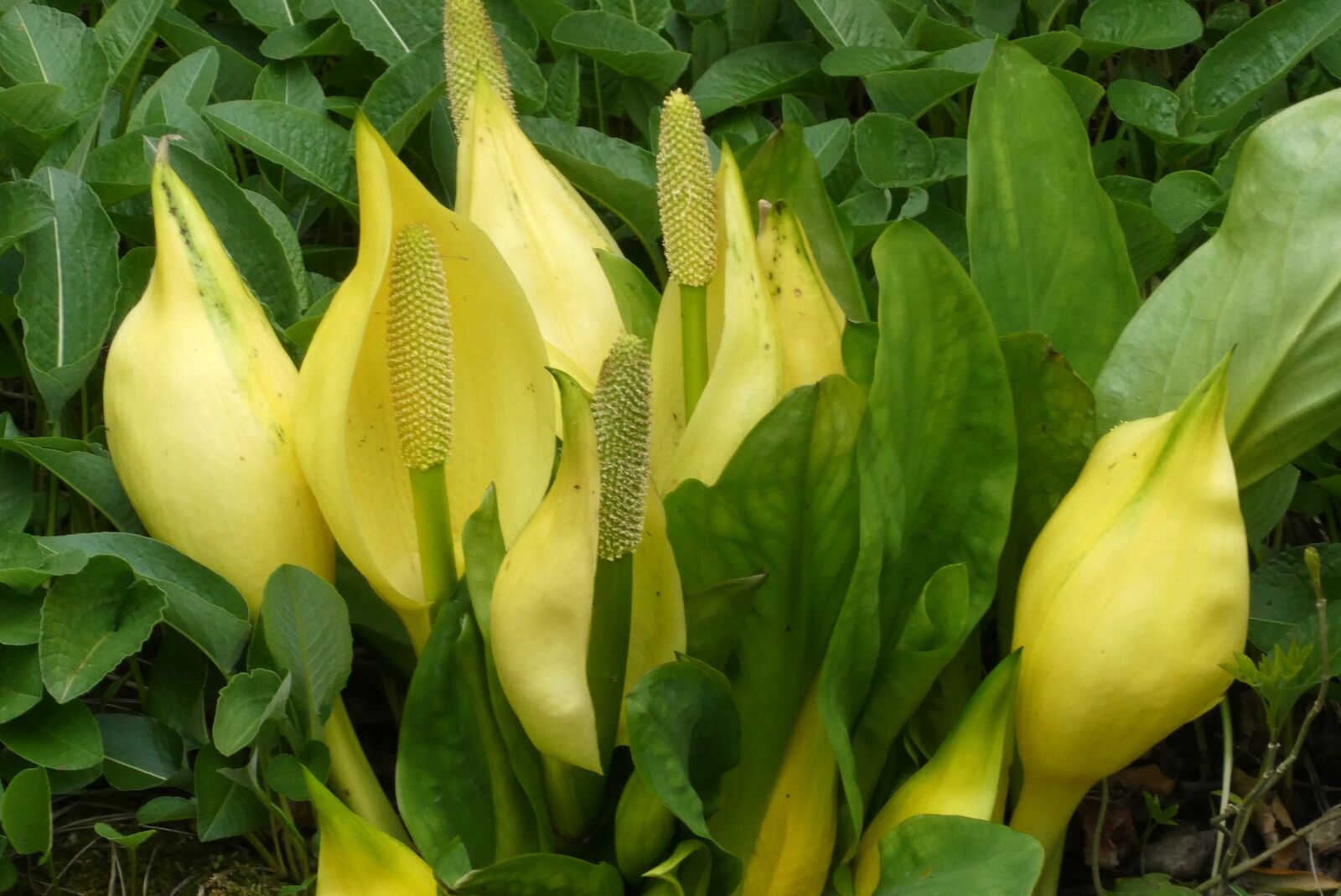 Panasonic Lumix DC-ZS70 (Lumix DC-TZ90) sample photo. Yellow zantedeschia, sheet, nature photography