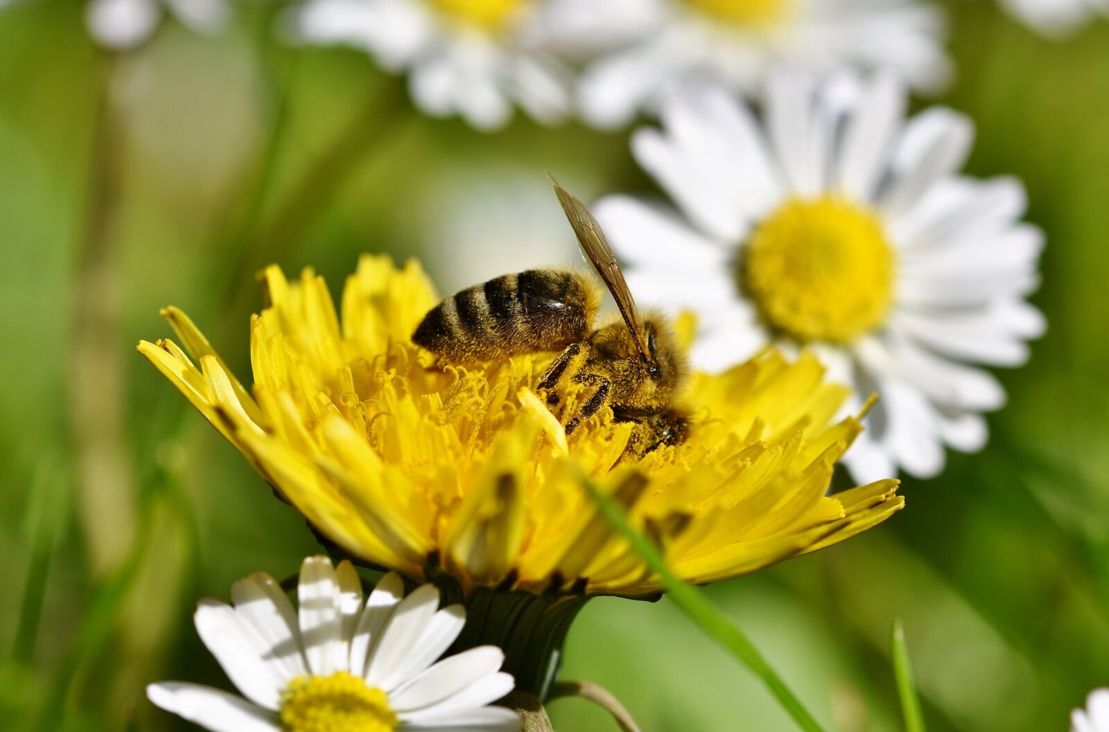 Nikon D7200 sample photo. Bee, honey bee, insect photography