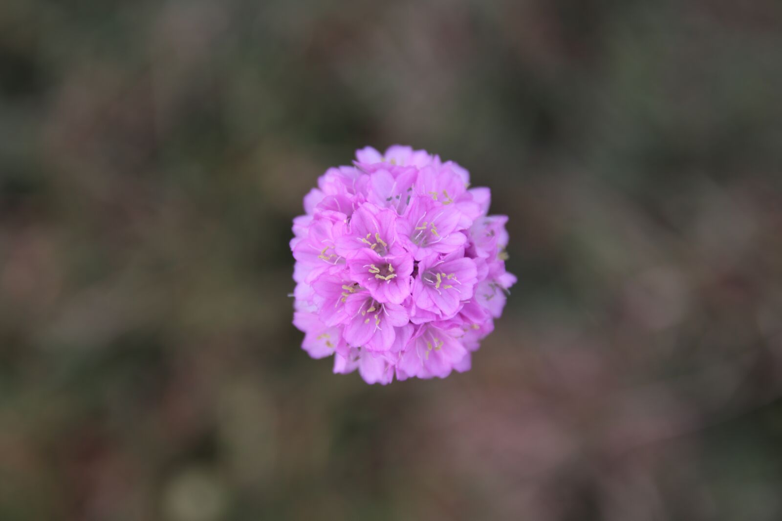 Canon EOS 200D (EOS Rebel SL2 / EOS Kiss X9) sample photo. Flower, purple, blossom photography
