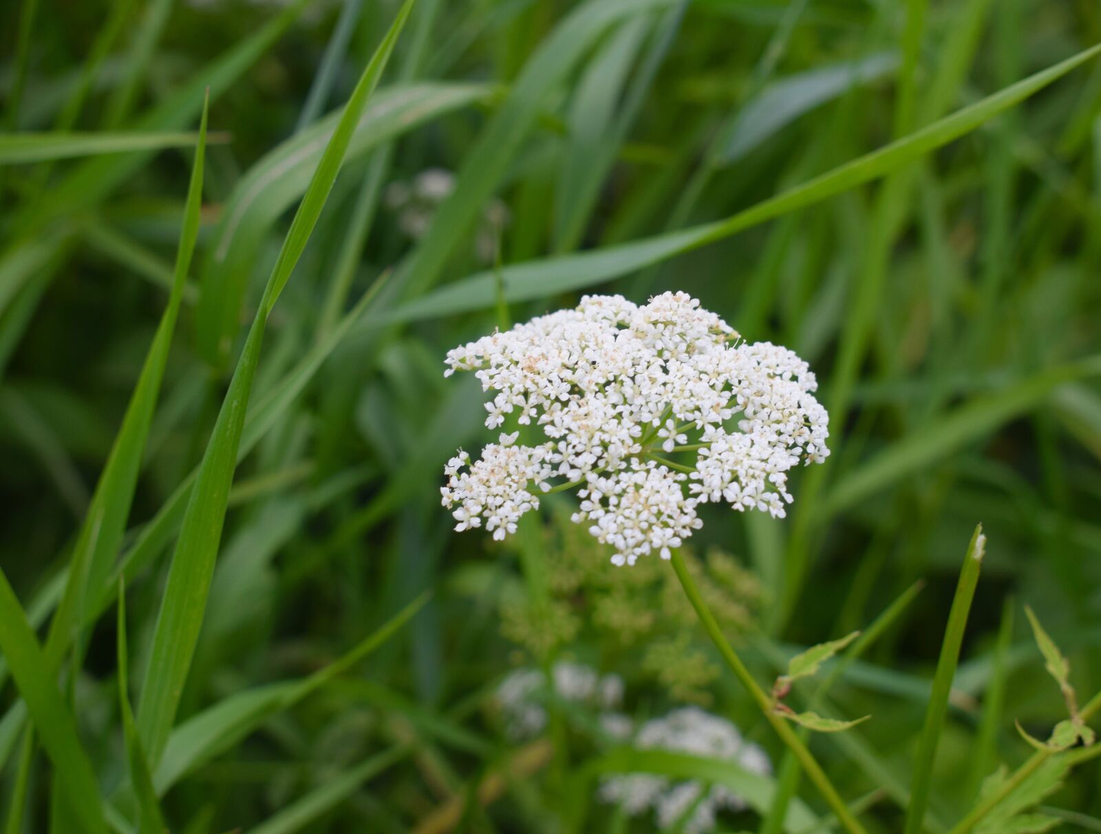 Nikon D3300 sample photo. Grass, wildflowers, bright photography