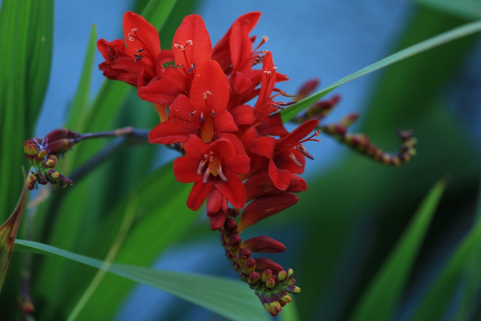 Canon EOS 1200D (EOS Rebel T5 / EOS Kiss X70 / EOS Hi) sample photo. Red, flower, garden photography