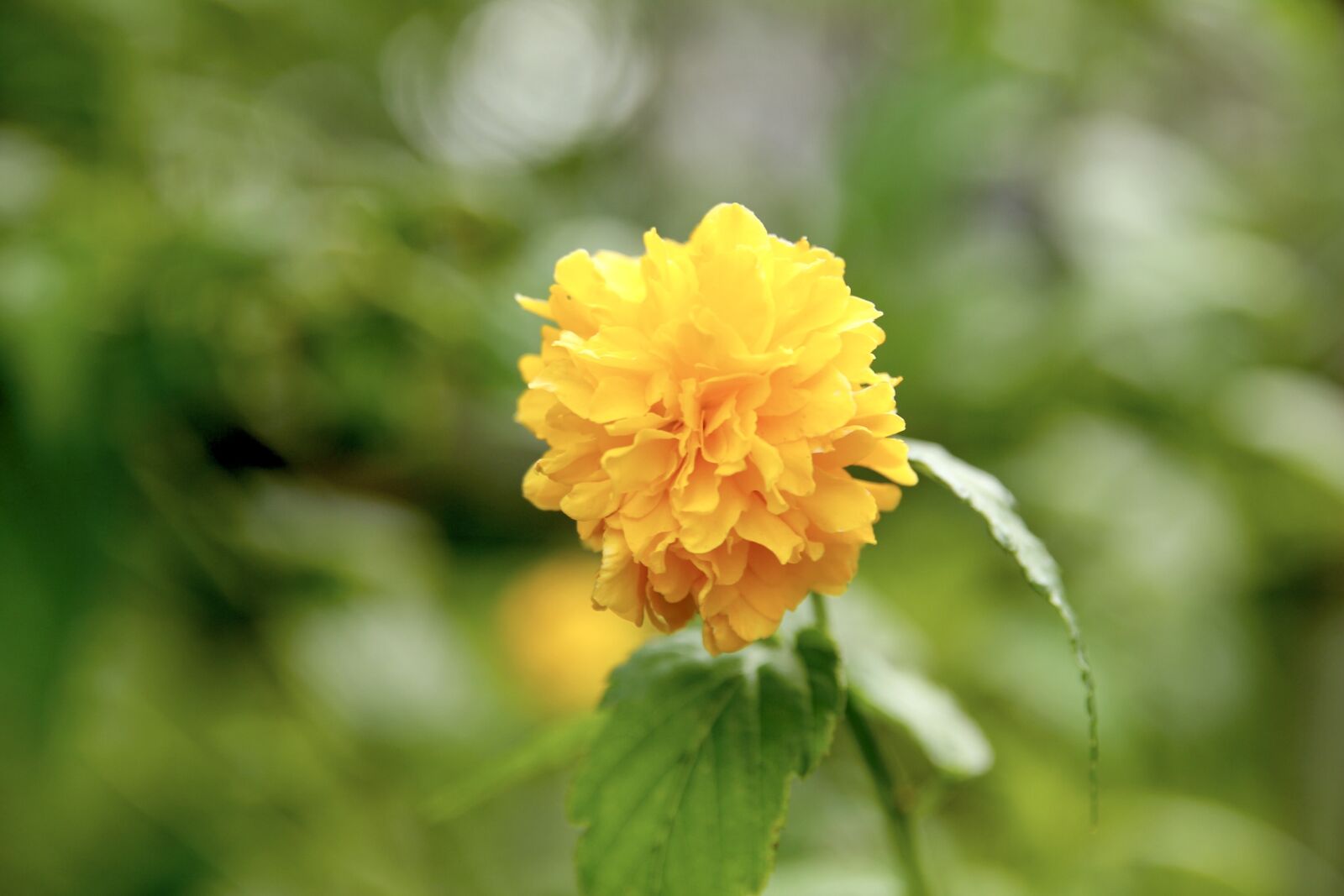 Canon EOS 550D (EOS Rebel T2i / EOS Kiss X4) sample photo. Flowers, yellow, greenness photography