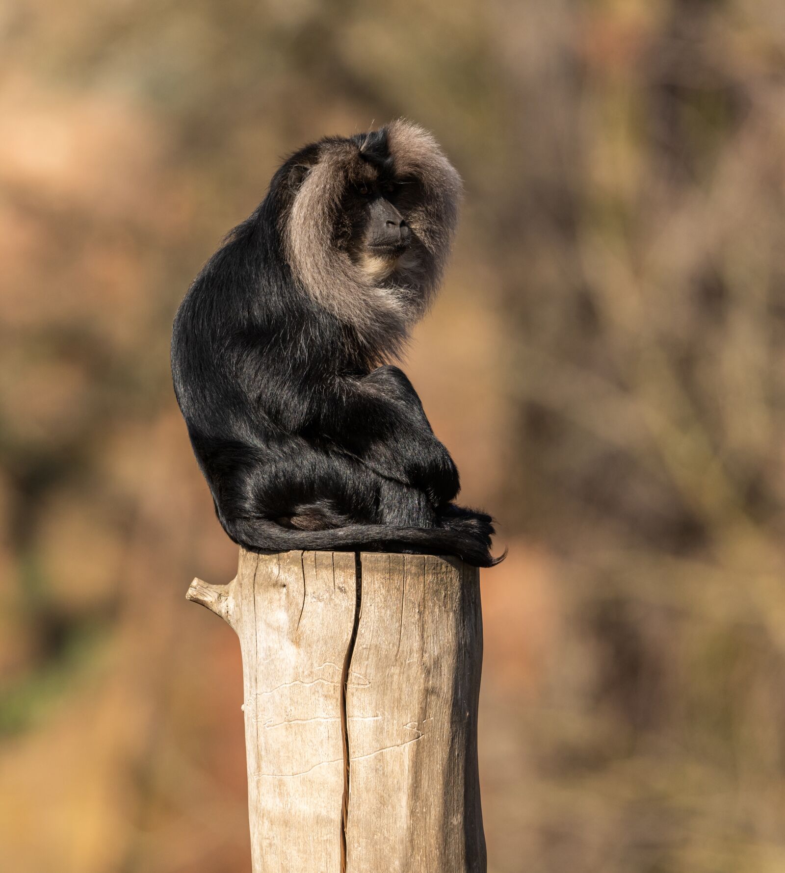 Nikon D850 sample photo. Macaque, monkey, primate photography