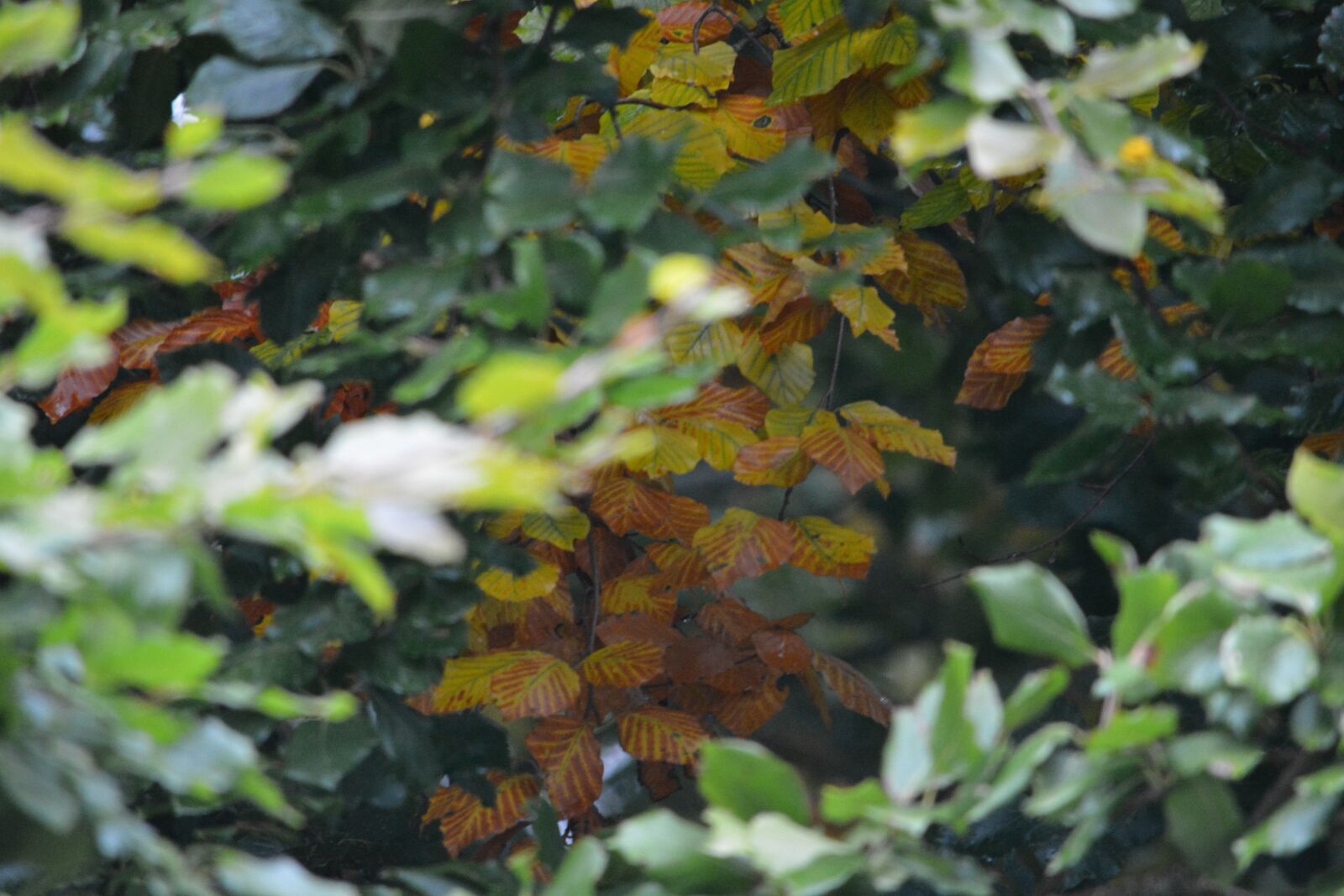 Nikon D5200 sample photo. Leaf, leaves, autumn photography