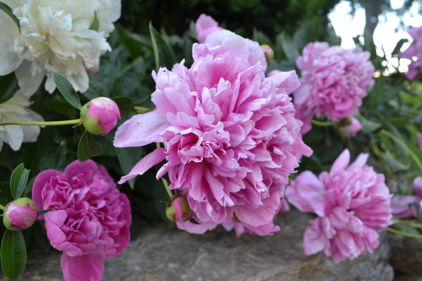Nikon D3100 sample photo. Peonies, earth day, flowers photography