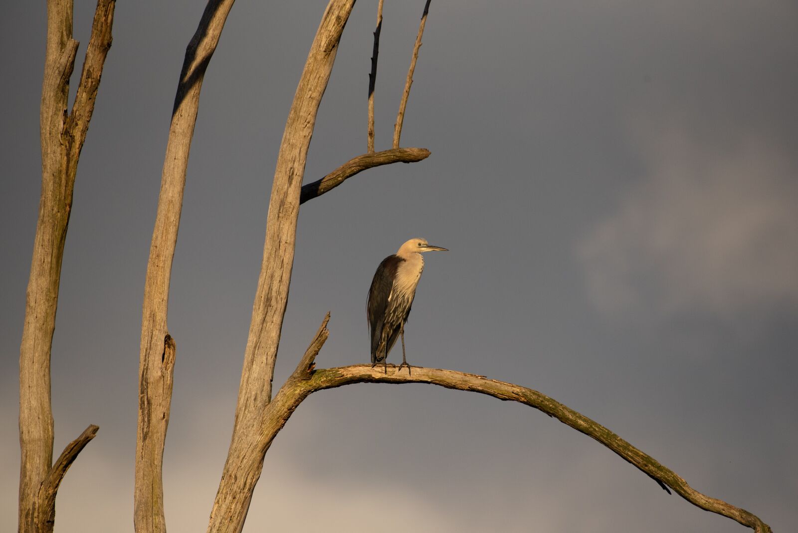 Nikon D750 sample photo. White necked heron, pacific photography