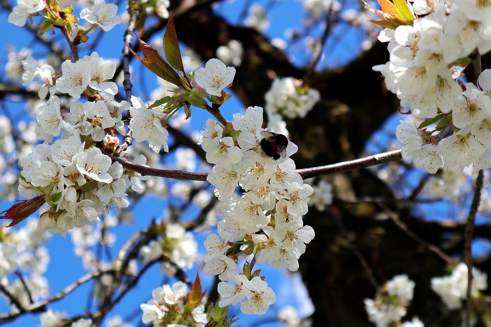 Canon EOS M100 sample photo. Hummel, apple tree flowers photography