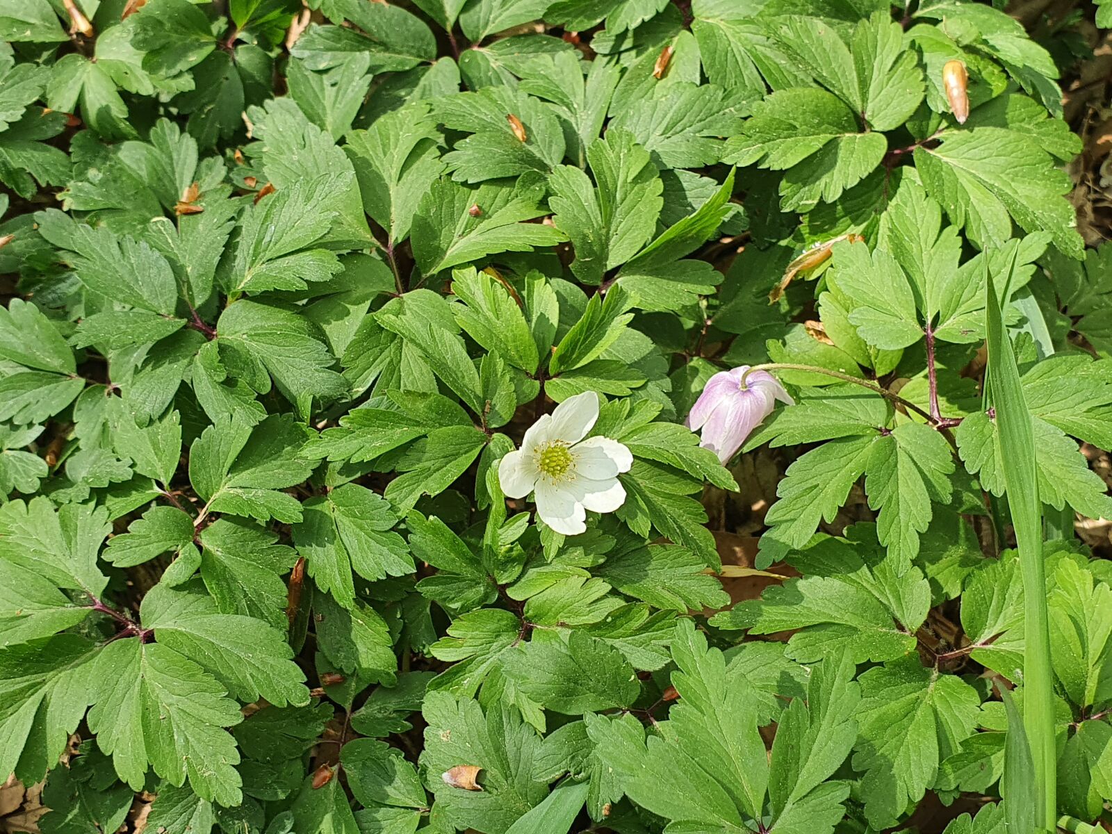 Samsung Galaxy S10+ sample photo. Nature, plant, spring photography