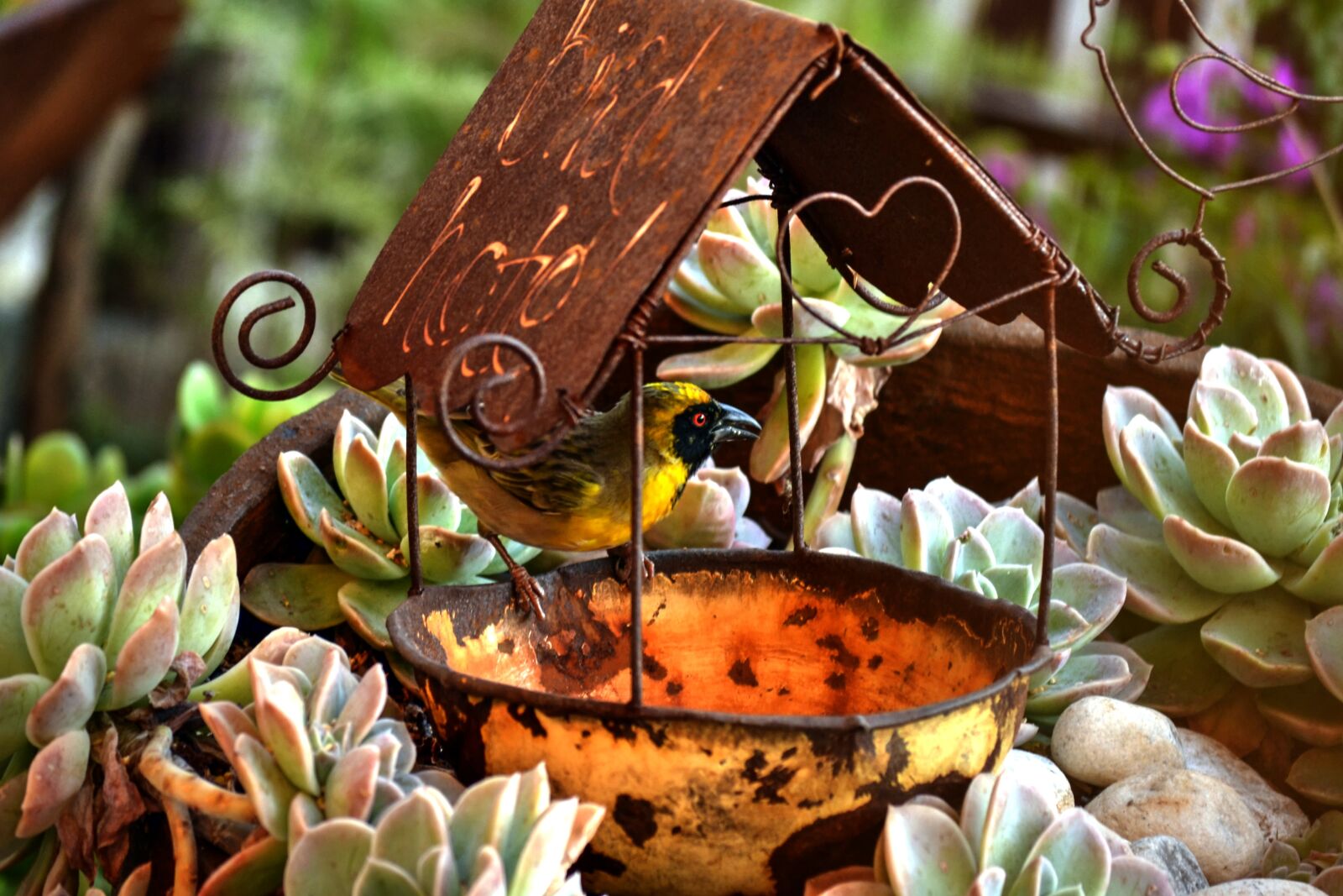 Nikon D3100 sample photo. Swallow, feeding, garden photography