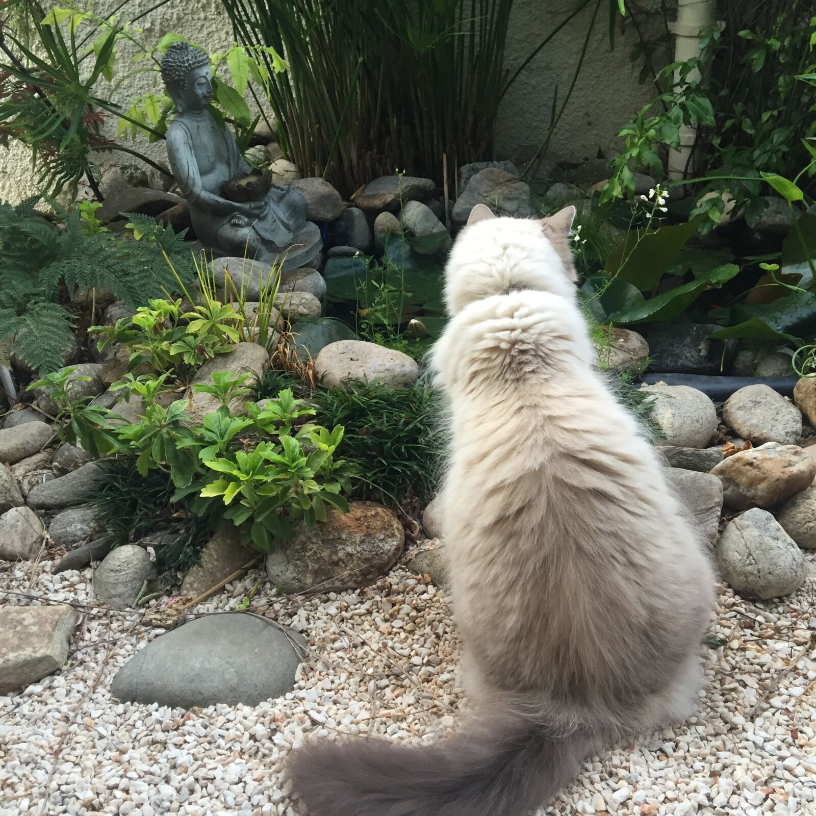 Apple iPhone 6 sample photo. Cat, meditation, buddha photography