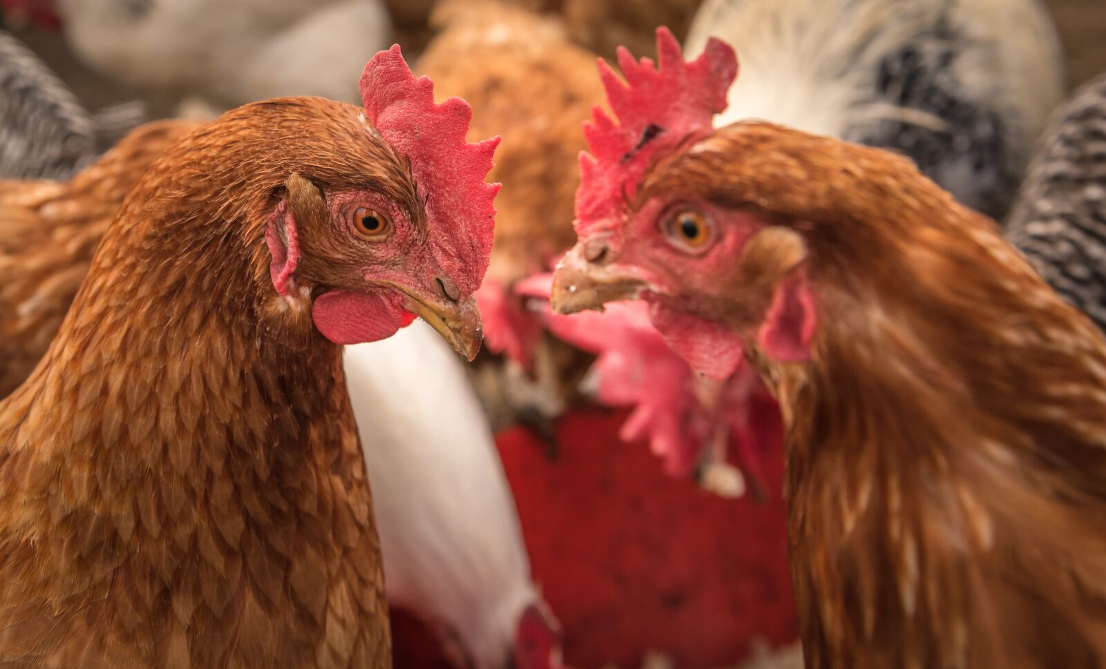 Nikon D750 sample photo. Chickens, farm, rural photography