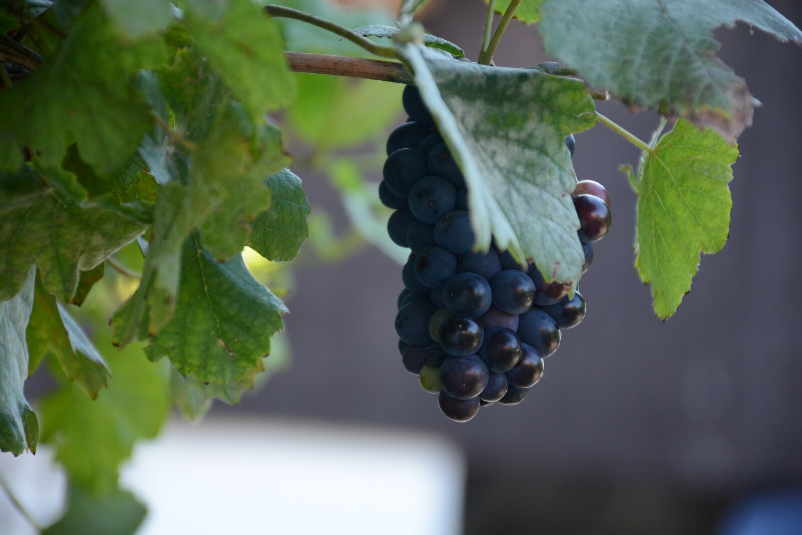 Nikon D7100 sample photo. Cluster, blue, the grapes photography