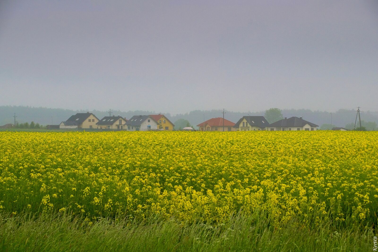 Nikon D3300 sample photo. Rapeseed, field, nature photography