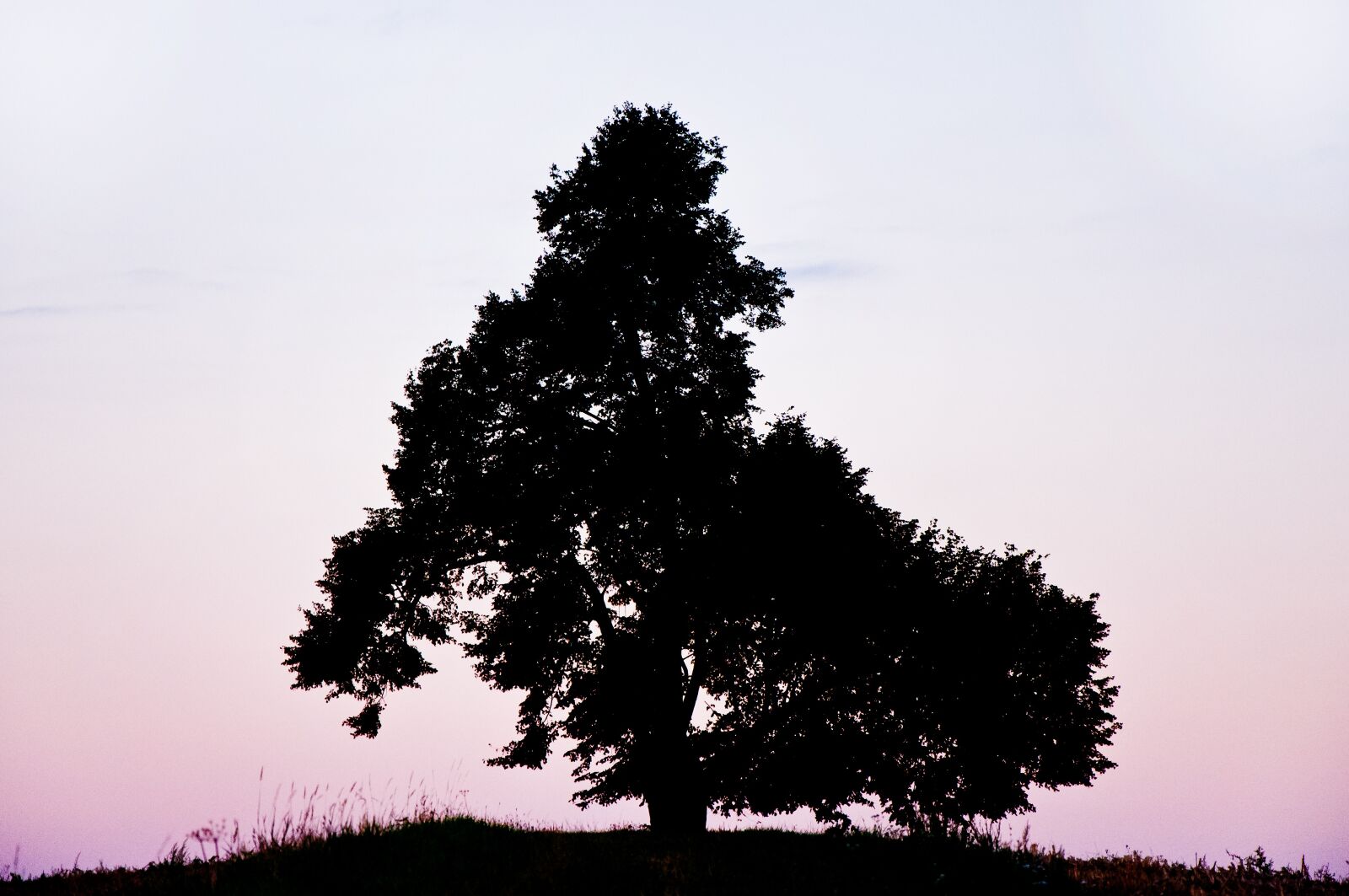 Nikon D90 sample photo. Tree, morning, silhouette photography