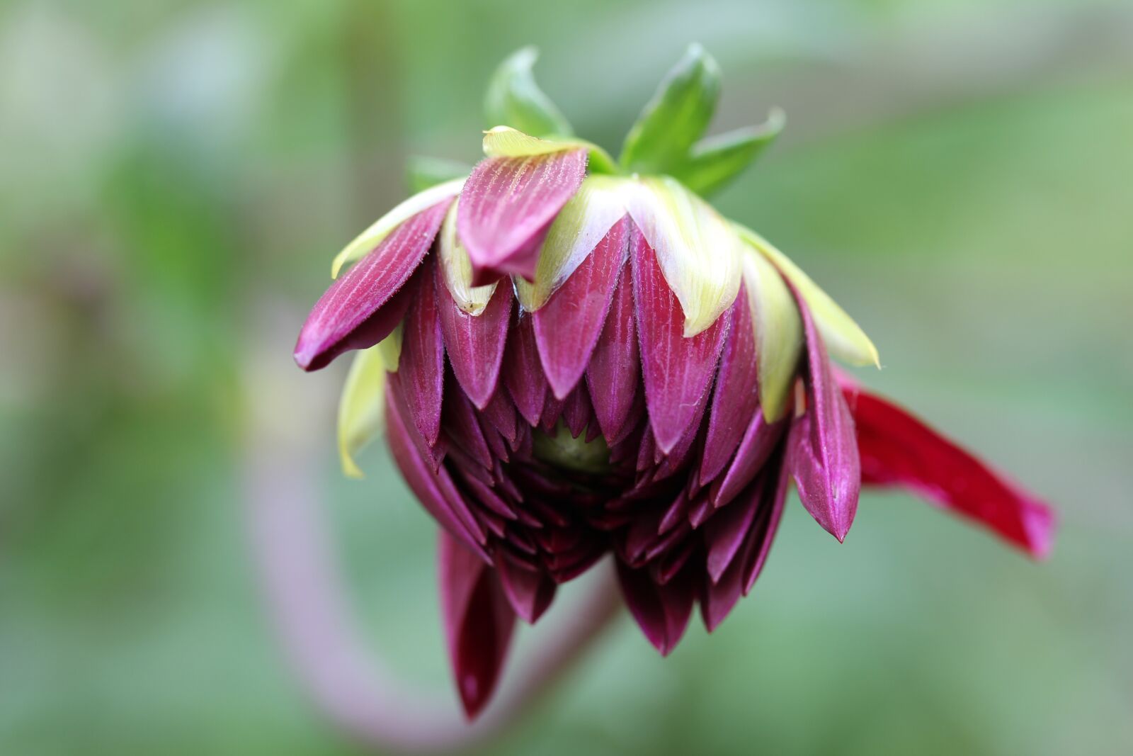 Canon EF-S 60mm F2.8 Macro USM sample photo. Dahlia, flower, purple photography