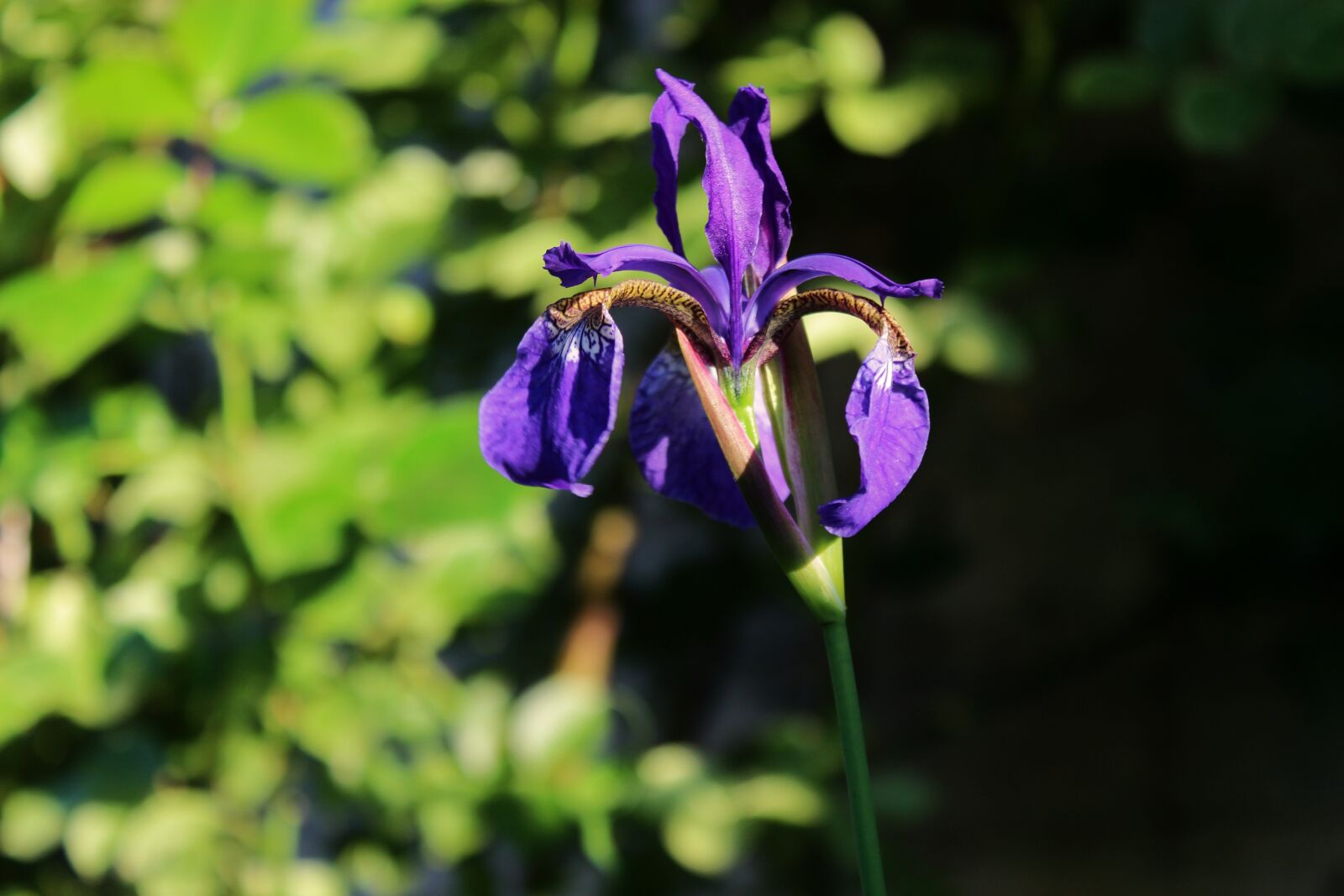 Canon EOS 1300D (EOS Rebel T6 / EOS Kiss X80) sample photo. Iris, irises, flowers photography