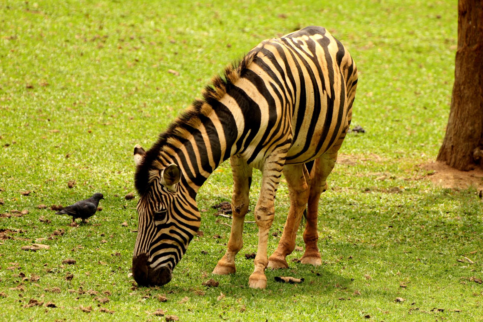 Canon EOS 550D (EOS Rebel T2i / EOS Kiss X4) sample photo. Zebra, animal, striped photography