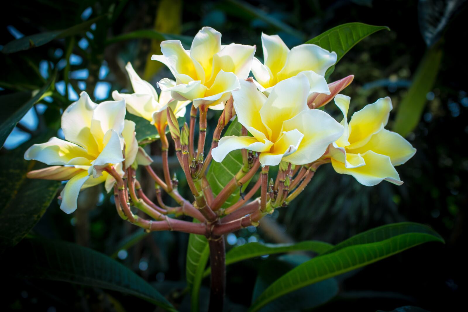 Canon EOS 700D (EOS Rebel T5i / EOS Kiss X7i) sample photo. More information, open, flowers photography