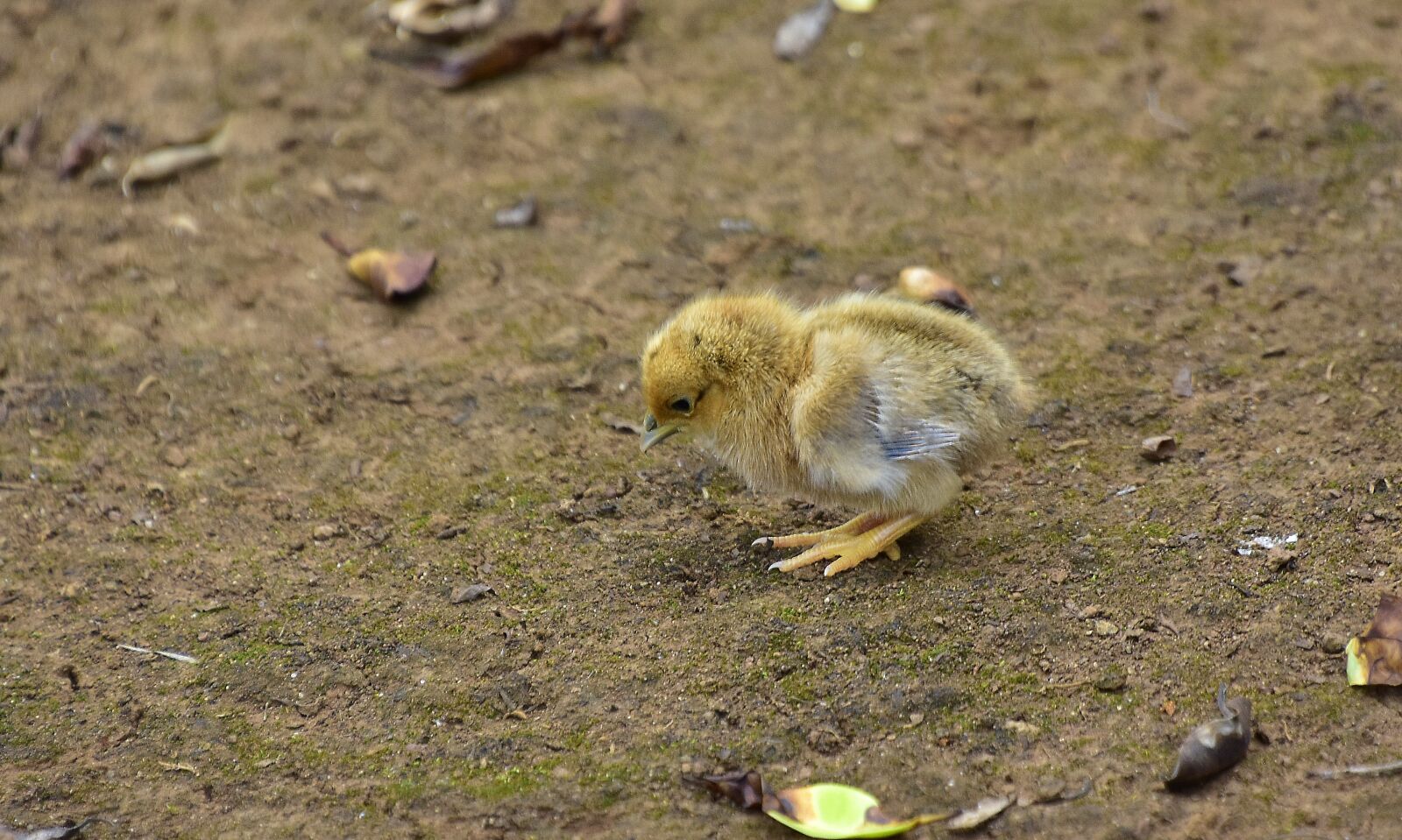 Nikon D7200 sample photo. Birds, poultry, plumage photography