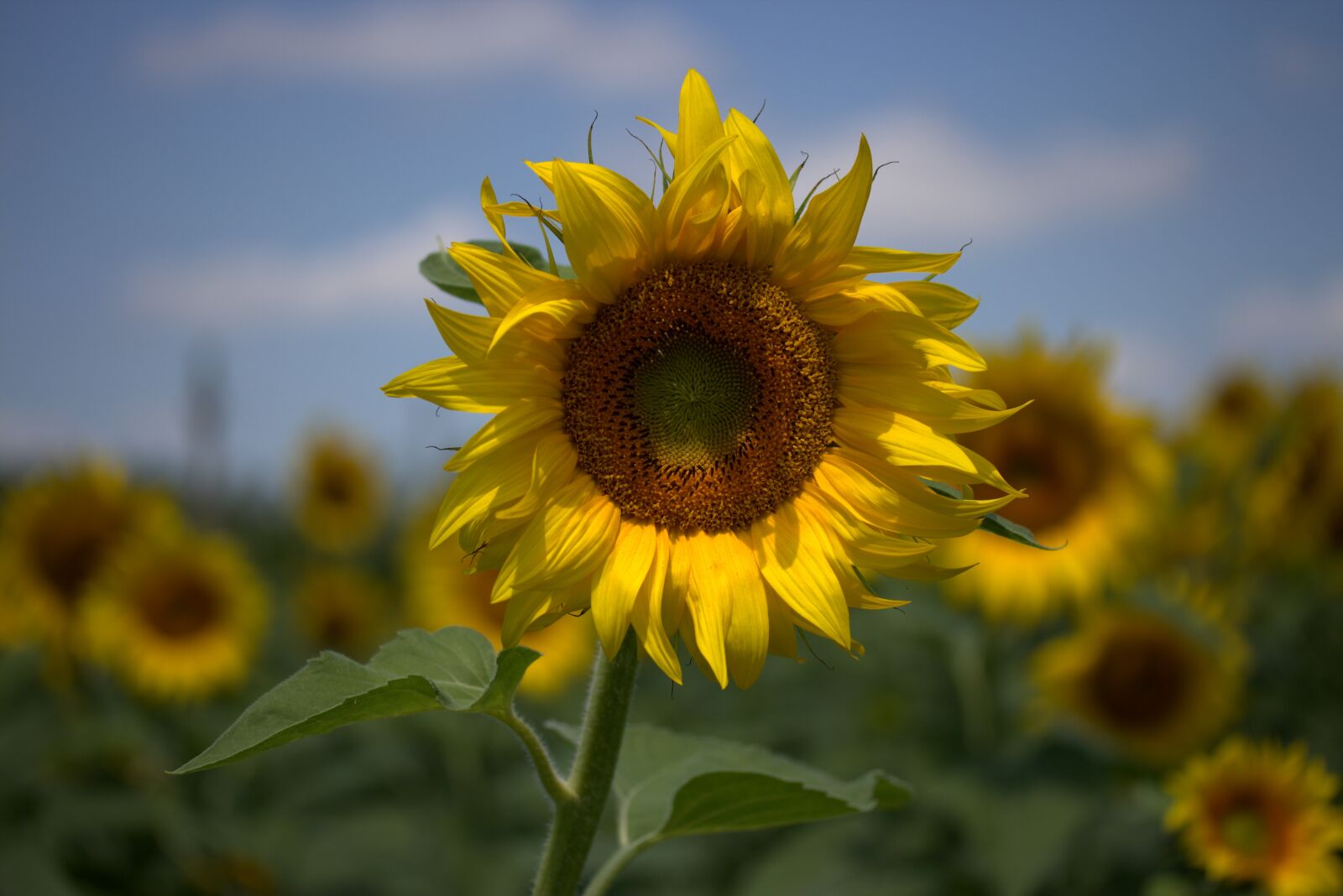 Canon EF-S 60mm F2.8 Macro USM sample photo. Sunflower, yellow, plant photography