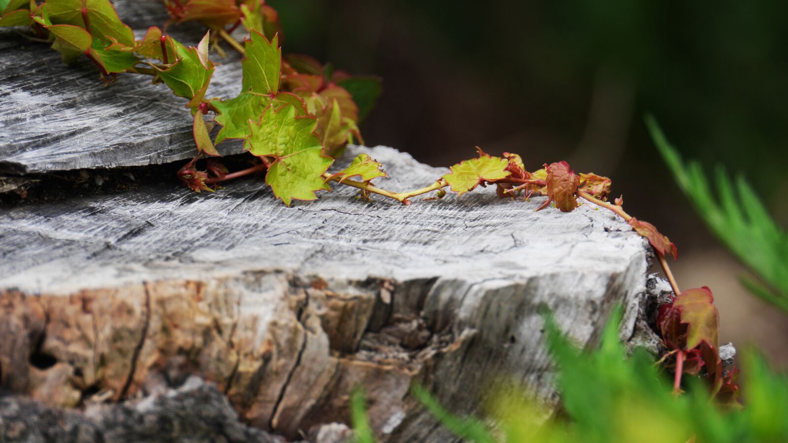 Panasonic Lumix DMC-GH3 sample photo. Pine, this type, abstract photography