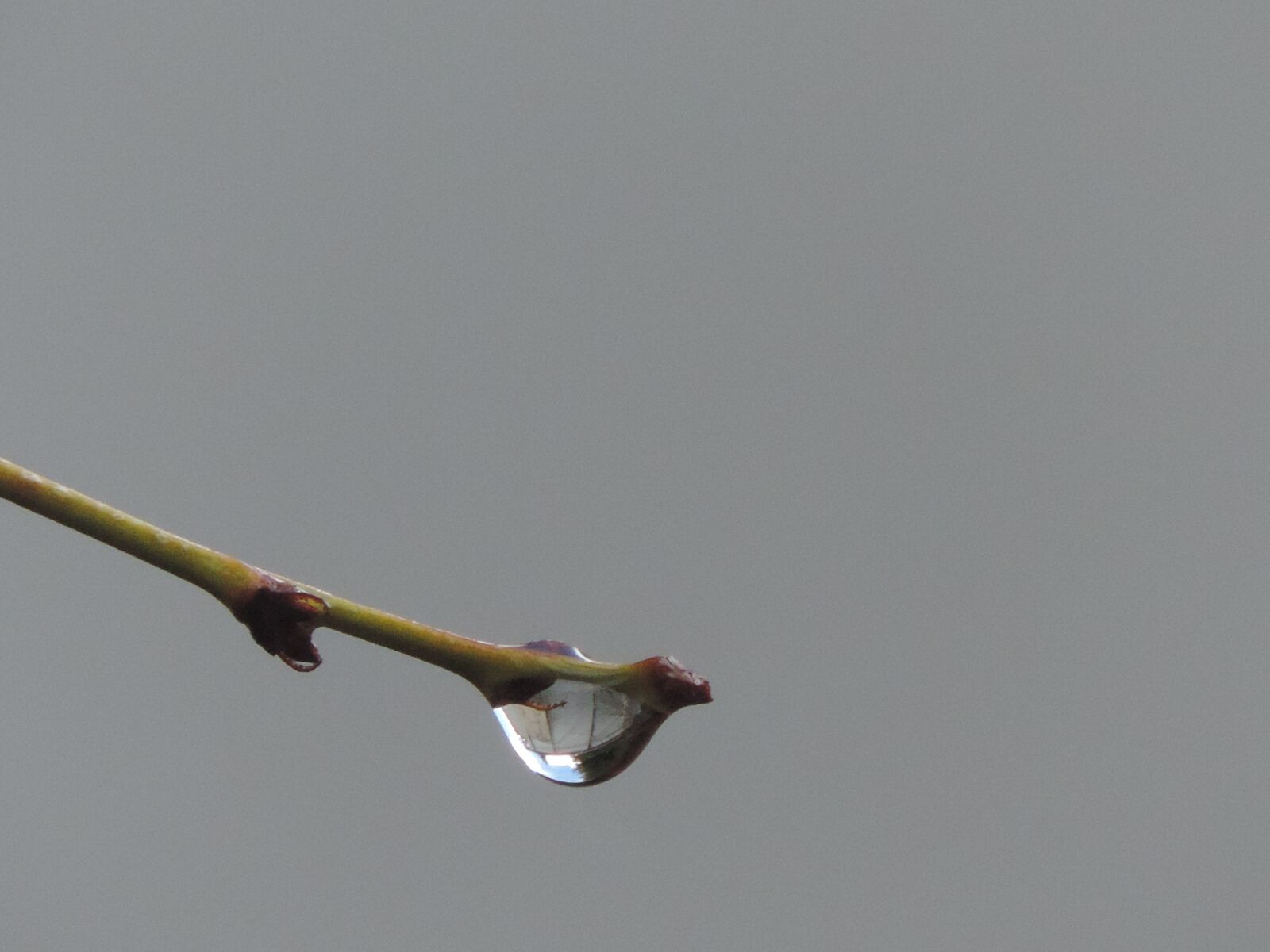 Nikon Coolpix P520 sample photo. Branch droplet, outdoor, tree photography