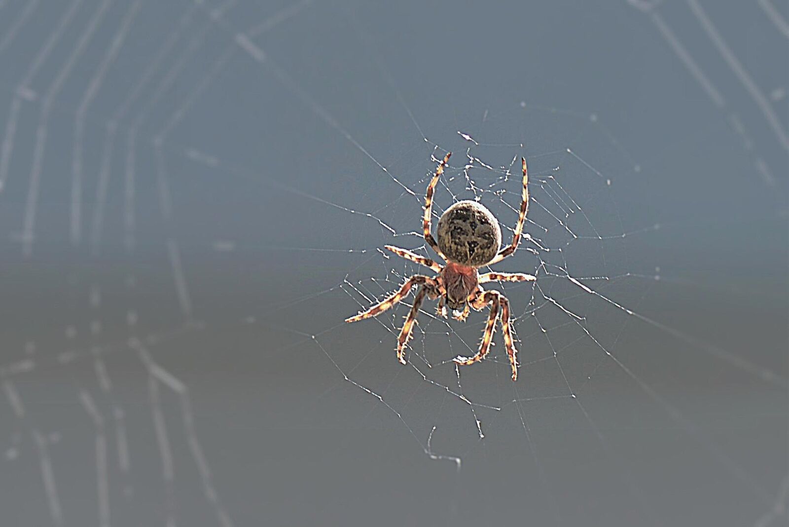 Nikon D610 sample photo. Spider, backlighting, close up photography