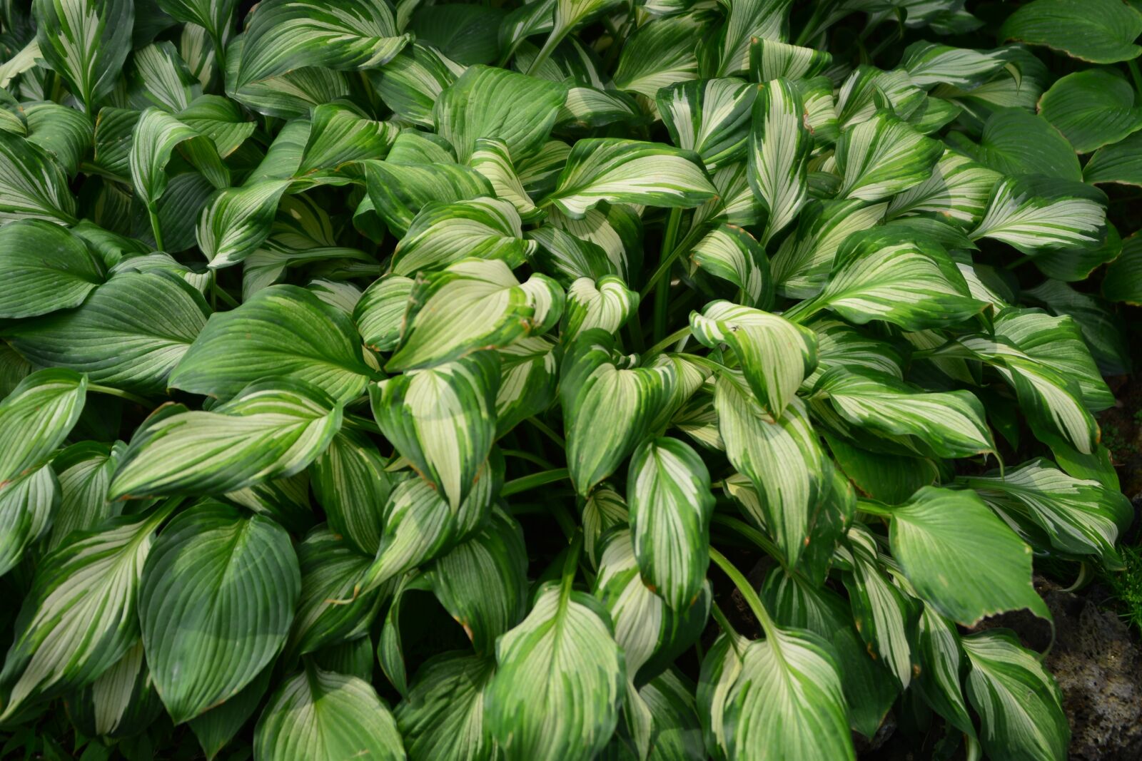 Nikon D600 sample photo. Flowers, botanical garden, nature photography