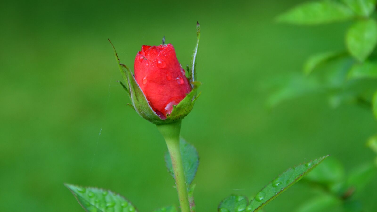 Nikon D5100 sample photo. Rose, blossom, bloom photography