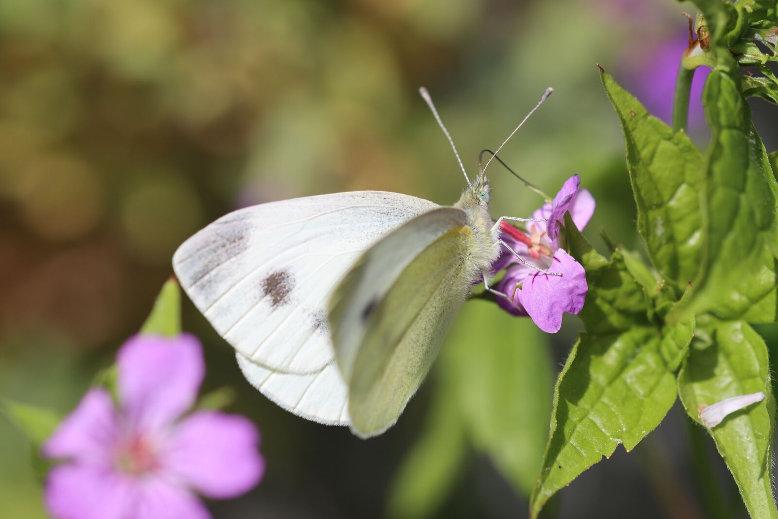 Canon EOS 90D sample photo. Drexel, insect, butterfly photography