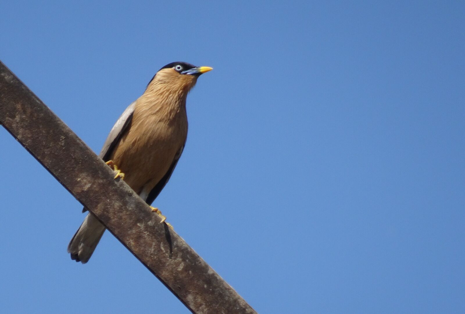 Sony Cyber-shot DSC-HX90V sample photo. Bird, myna, mynah photography