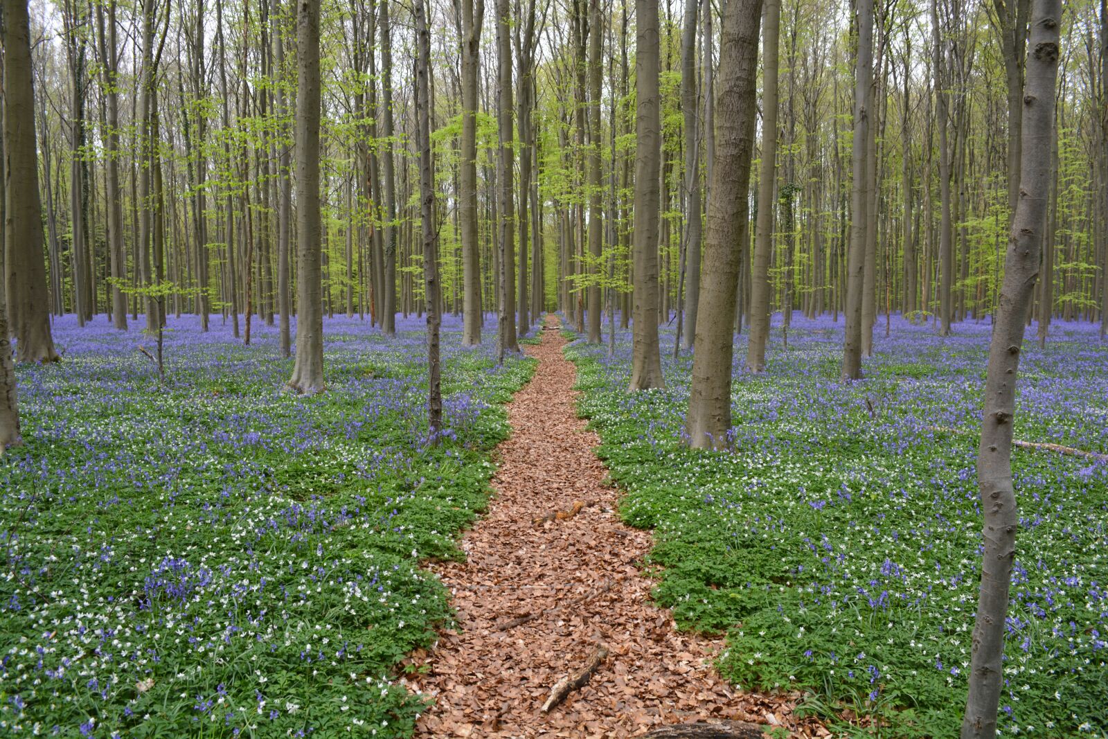 Nikon D5200 sample photo. Nature, forest, hallerbos photography