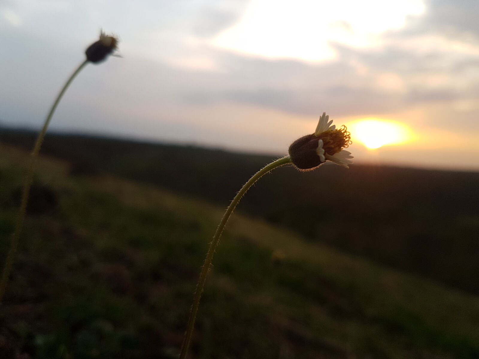 Samsung Galaxy S7 Edge sample photo