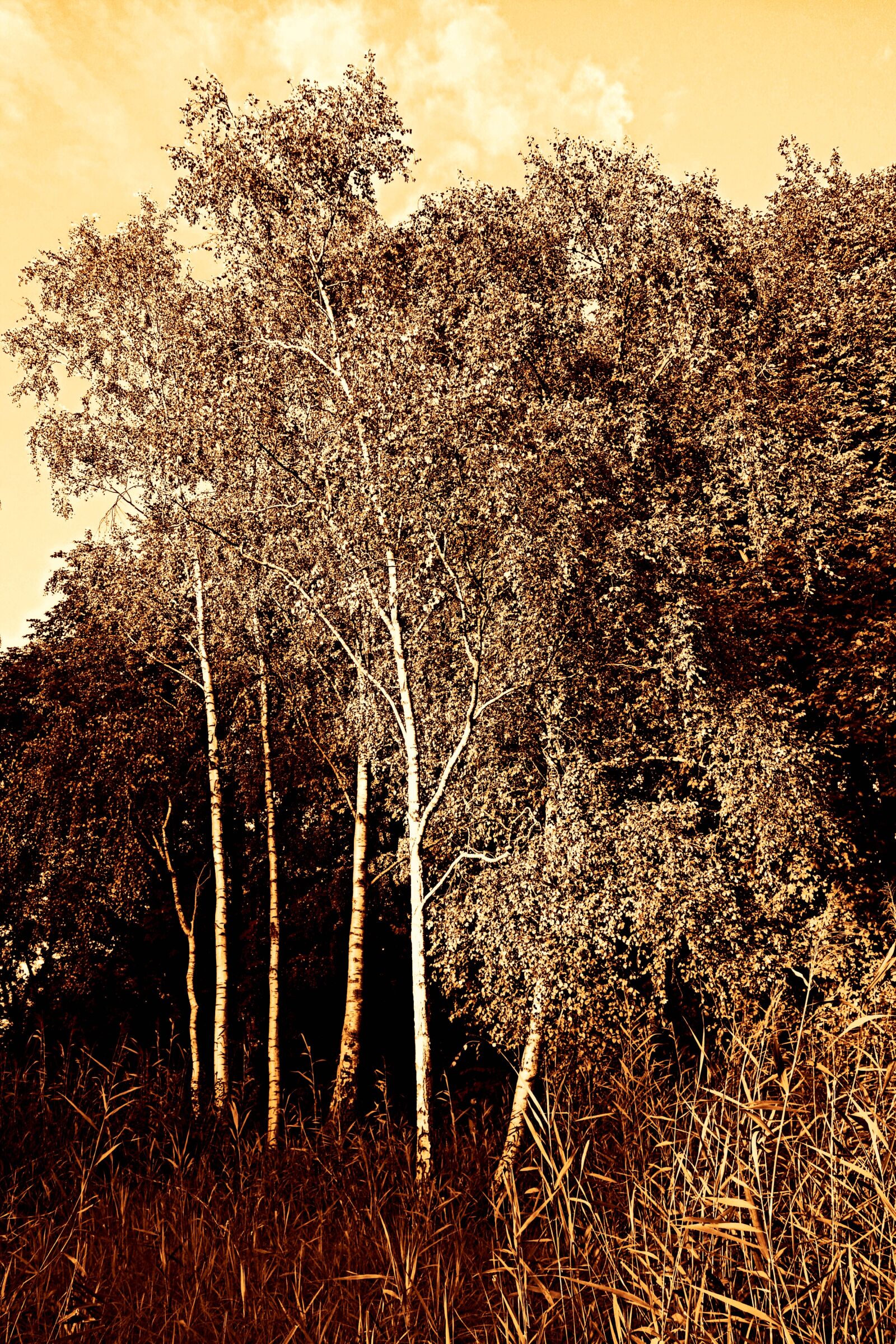 Sony Cyber-shot DSC-RX100 sample photo. Birch, tree, birch tree photography